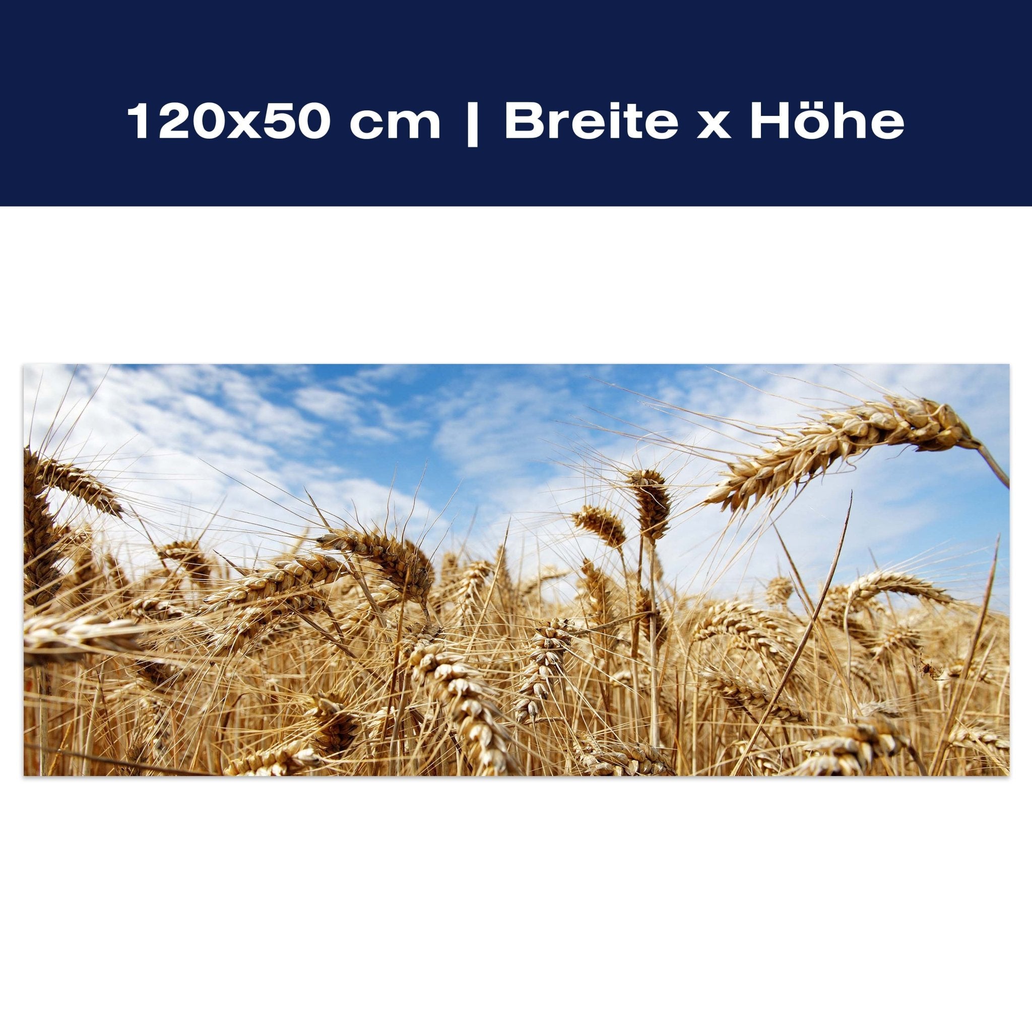 Leinwandbild Kornfeld M0009 Leinwandbild Kornfeld M0009