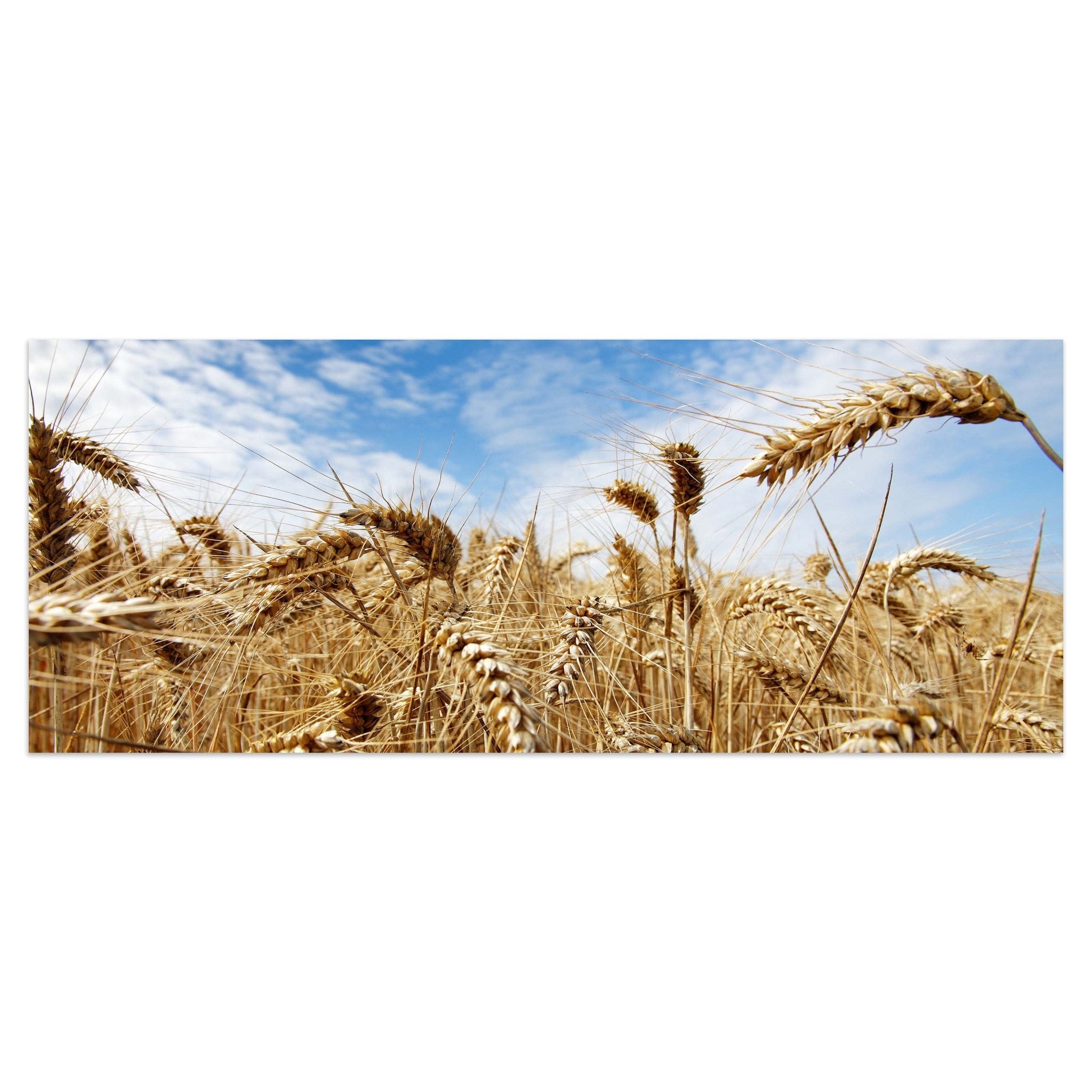 Leinwandbild Kornfeld M0009 kaufen - Bild 1 Leinwandbild Kornfeld M0009 kaufen - Bild 1