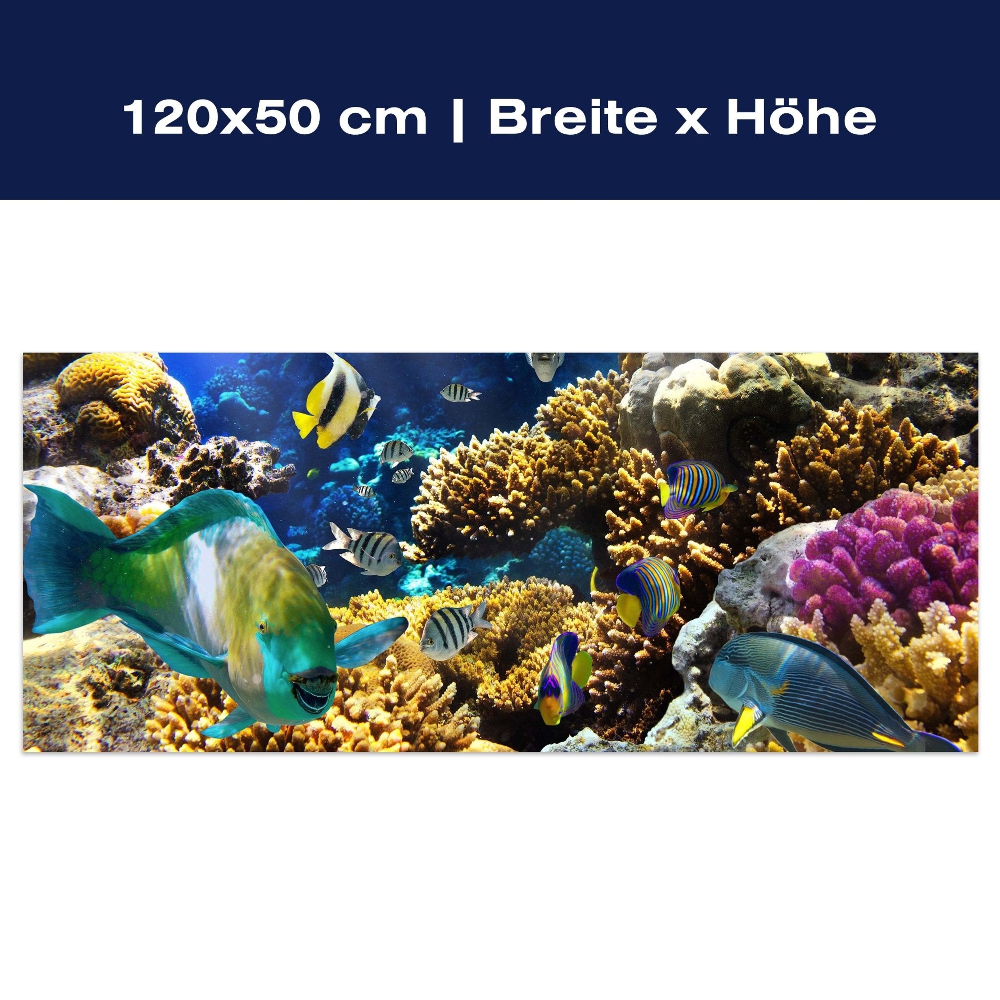 Leinwandbild Unterwasser M0011 Leinwandbild Unterwasser M0011