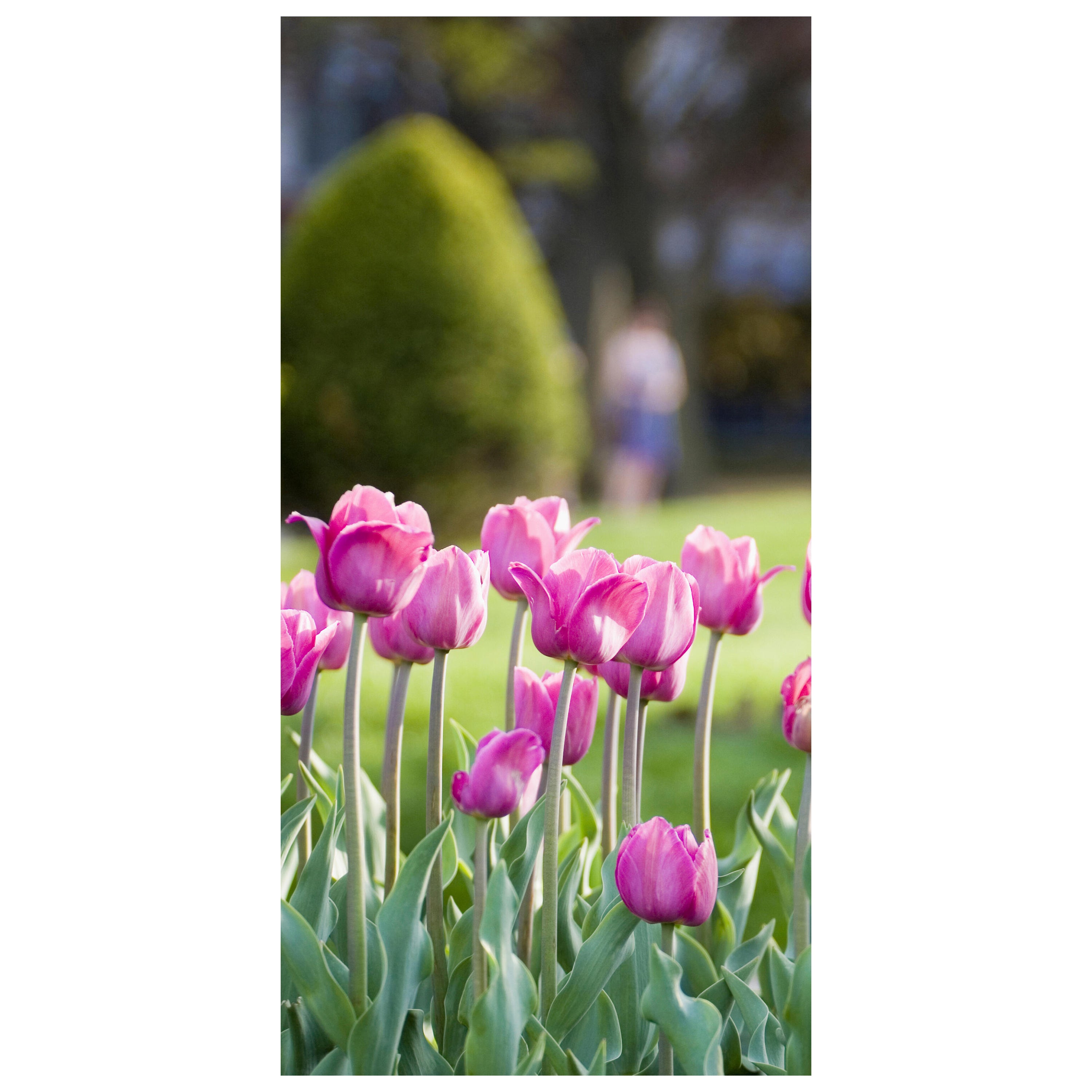 Türtapete Pinke Tulpen M0016 - Bild 2 Türtapete Pinke Tulpen M0016 - Bild 2