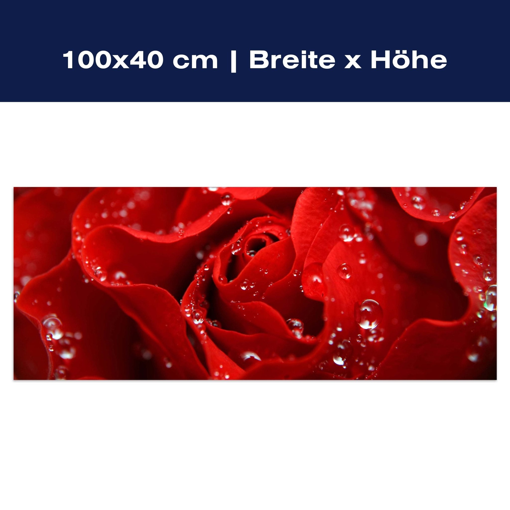 Leinwandbild Rosenblüte M0038 Leinwandbild Rosenblüte M0038