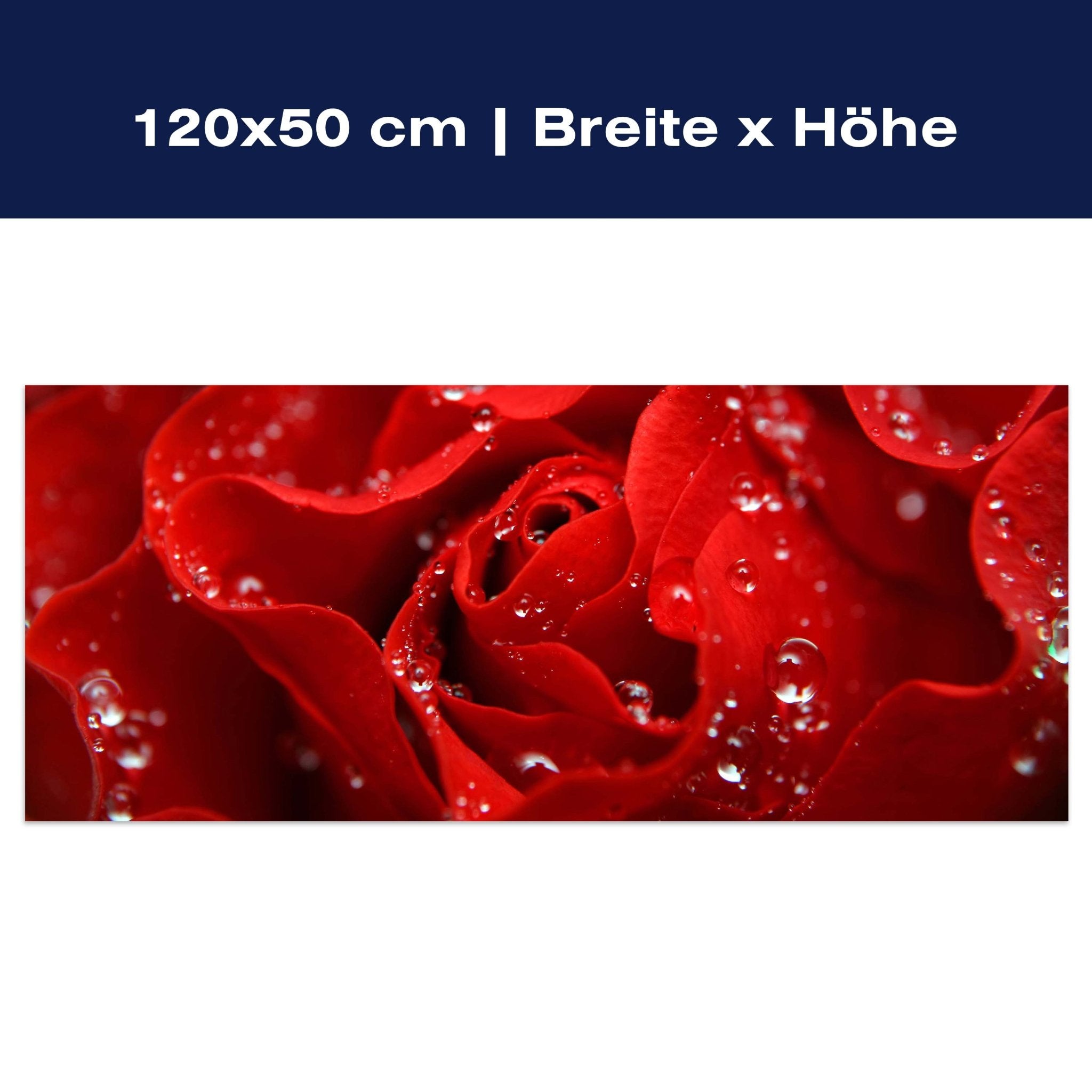 Leinwandbild Rosenblüte M0038 Leinwandbild Rosenblüte M0038