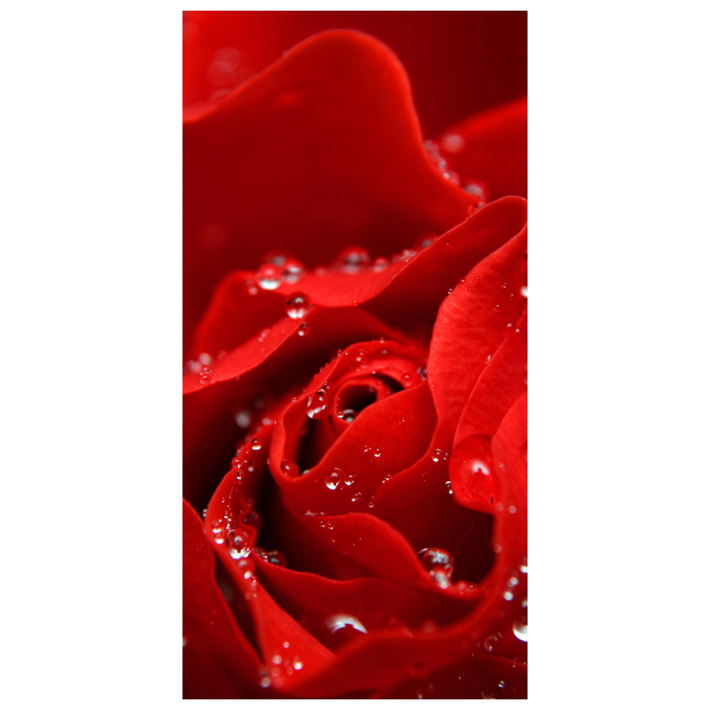 Türtapete Rosenblüte M0038 - Bild 2 Türtapete Rosenblüte M0038 - Bild 2