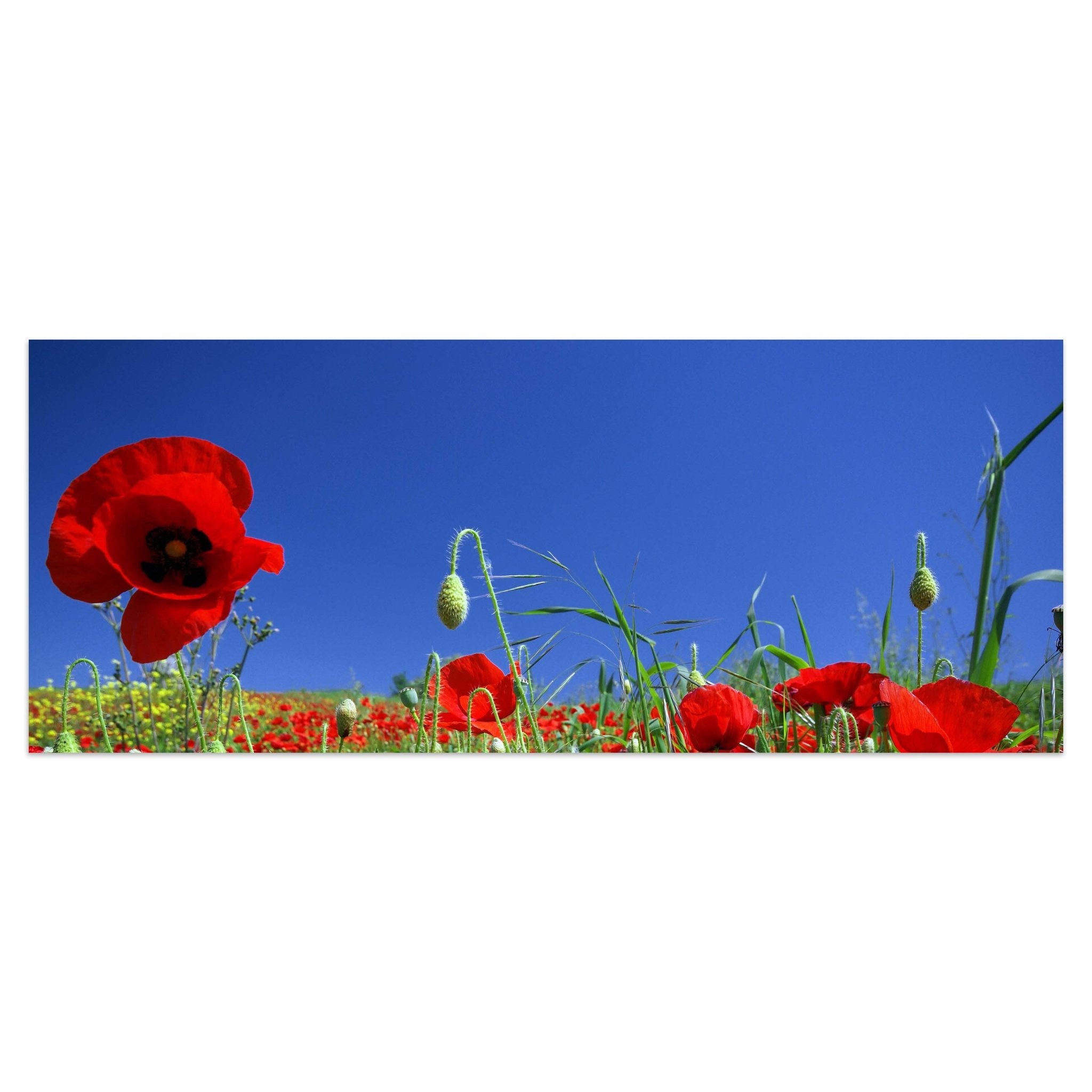 Leinwandbild Mohnblumenfeld M0046 kaufen - Bild 1 Leinwandbild Mohnblumenfeld M0046 kaufen - Bild 1