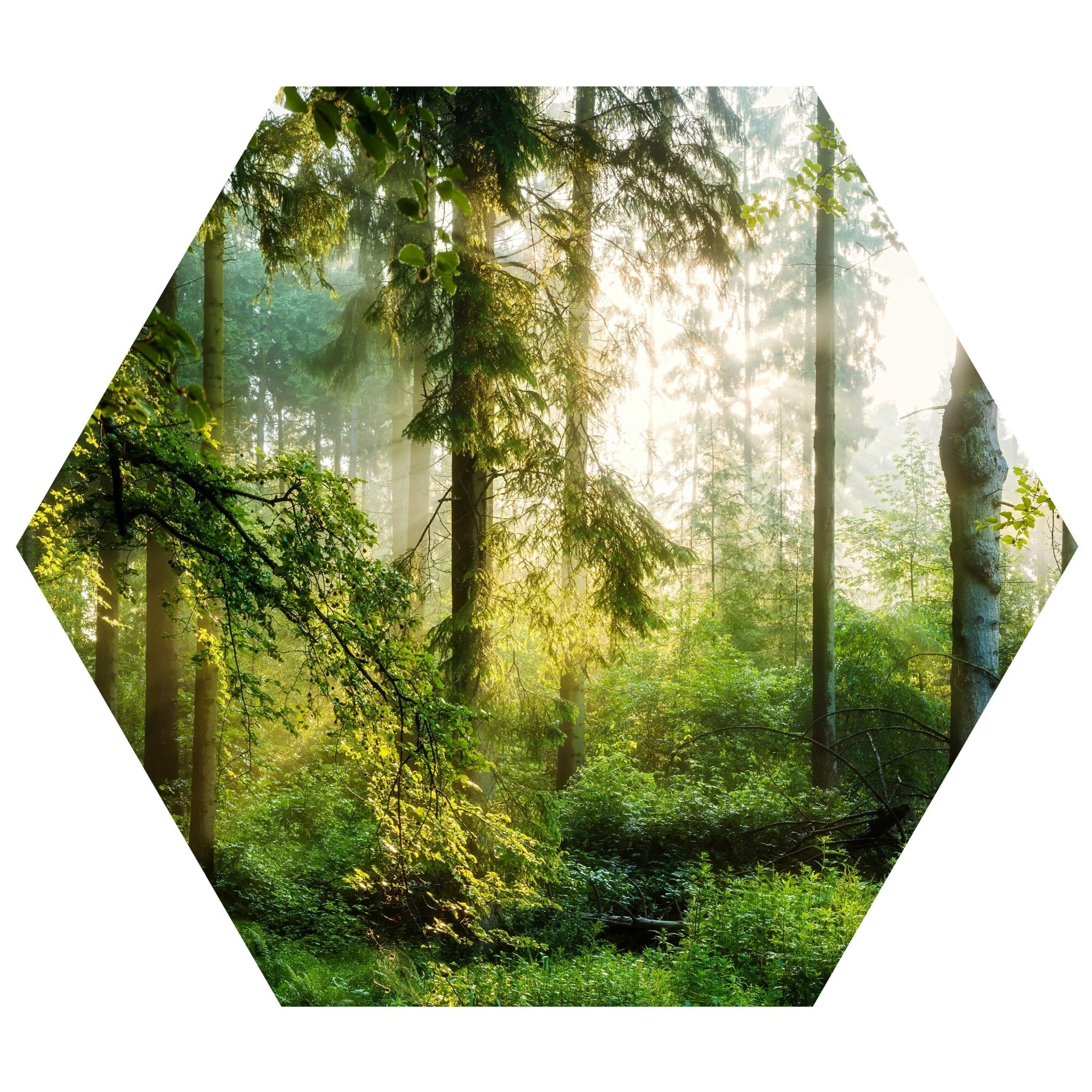 Hexagon-Fototapete Wald Wiese Bäume M0060 - Bild 11 Hexagon-Fototapete Wald Wiese Bäume M0060 - Bild 11