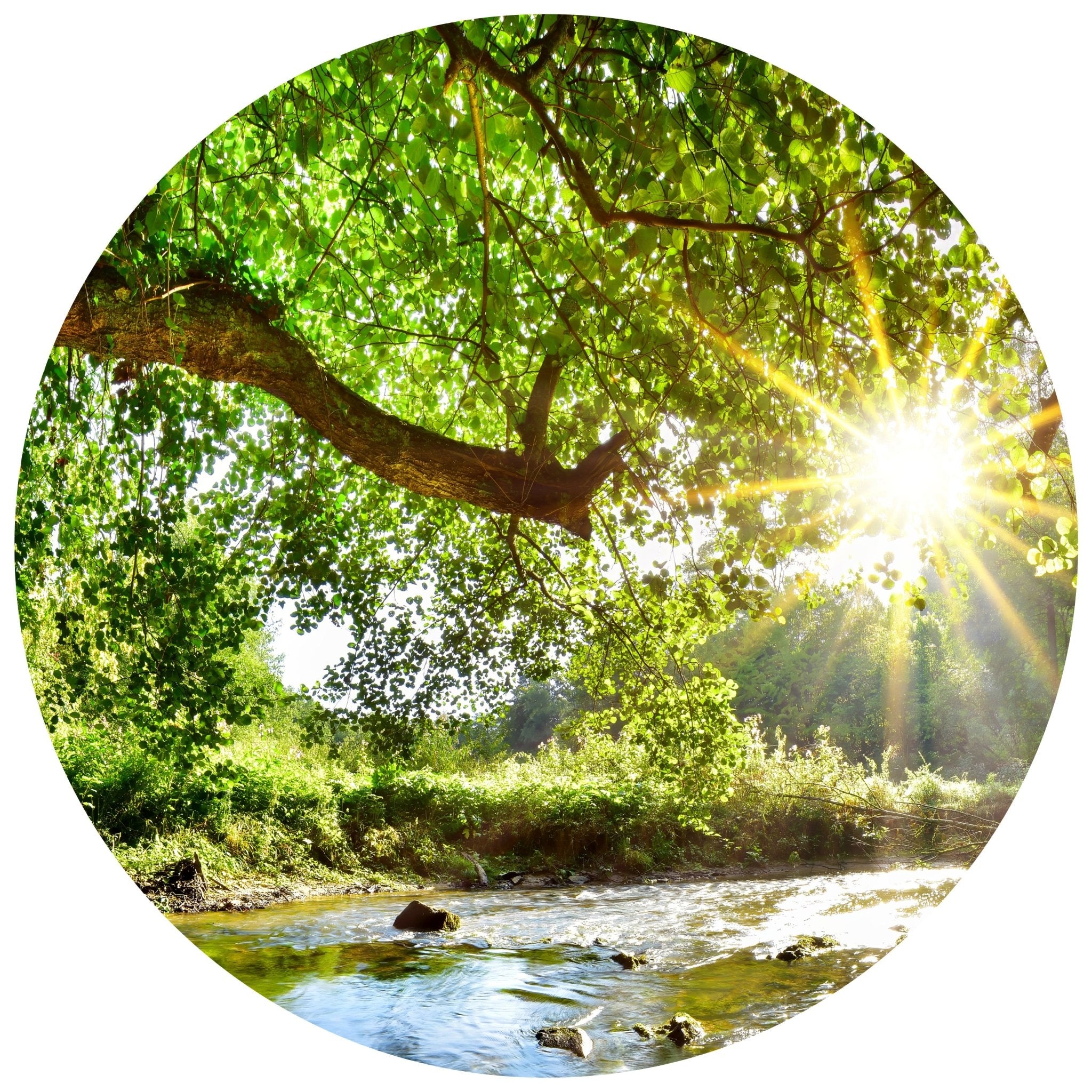 Runde Fototapete Wald mit Fluss M0061 - Bild 11 Runde Fototapete Wald mit Fluss M0061 - Bild 11
