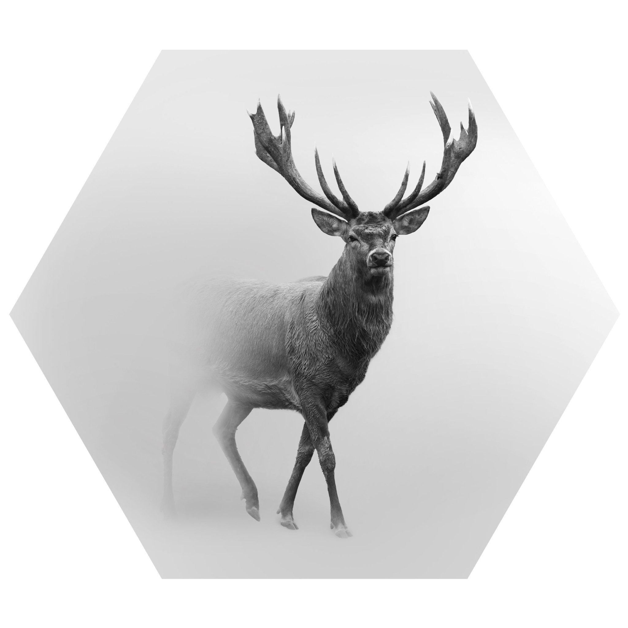 Hexagon-Fototapete Hirsch im Nebel M0064 - Bild 11 Hexagon-Fototapete Hirsch im Nebel M0064 - Bild 11
