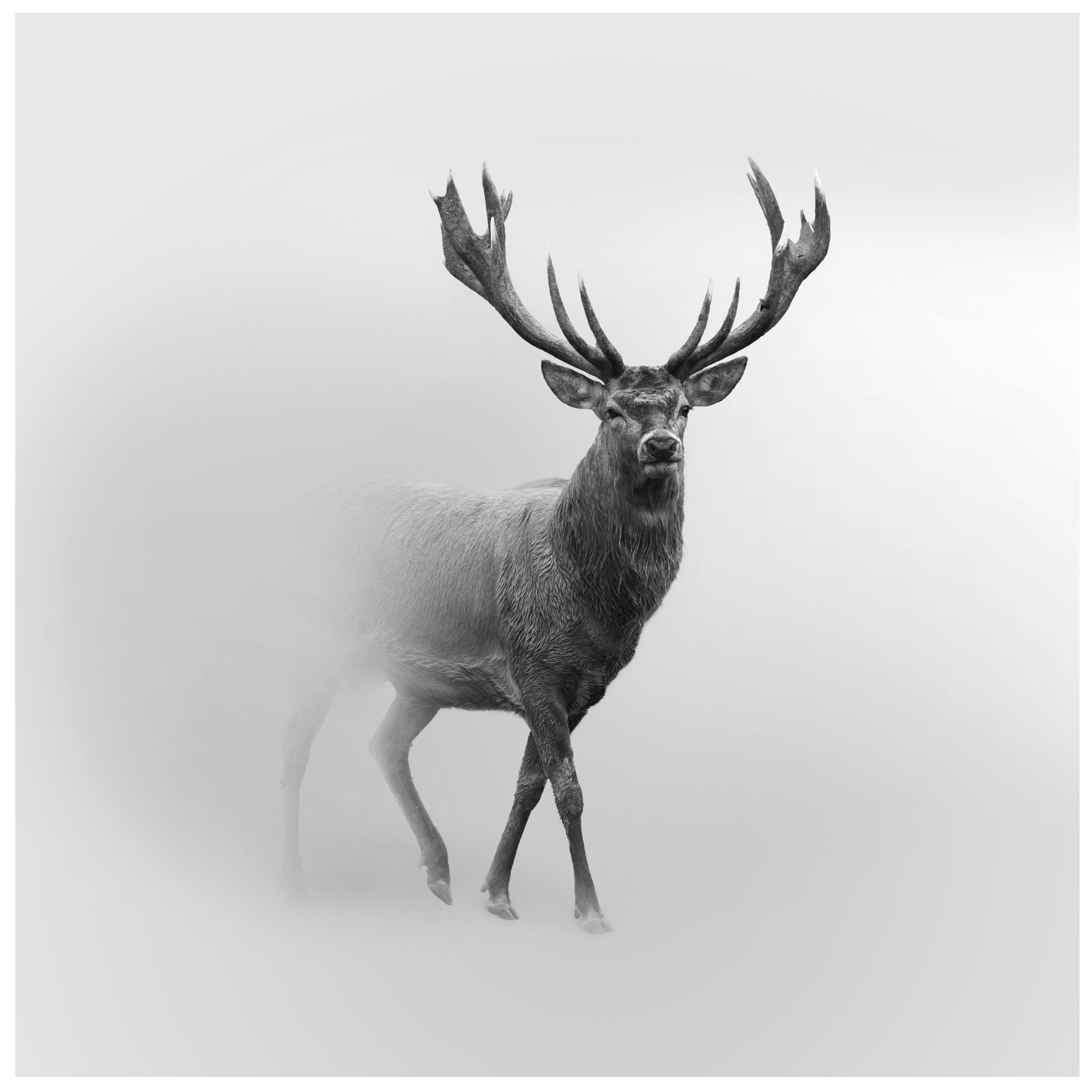 Quadratische Fototapete Hirsch im Nebel M0064 - Bild 11 Quadratische Fototapete Hirsch im Nebel M0064 - Bild 11