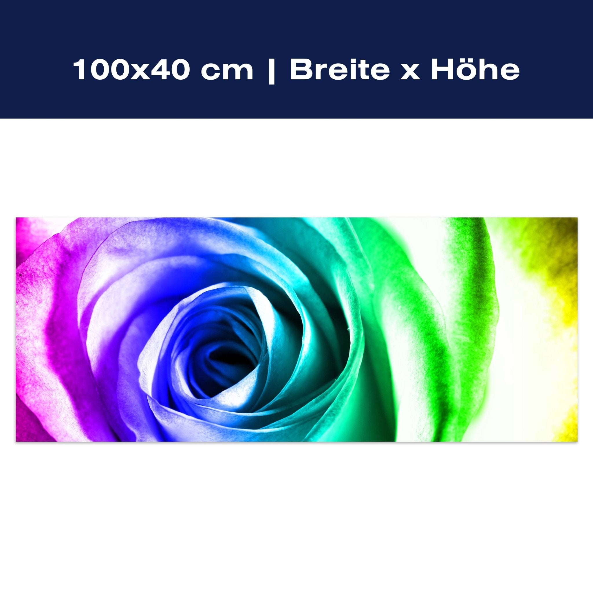 Leinwandbild Regenbogenrose Blüte M0230 Leinwandbild Regenbogenrose Blüte M0230