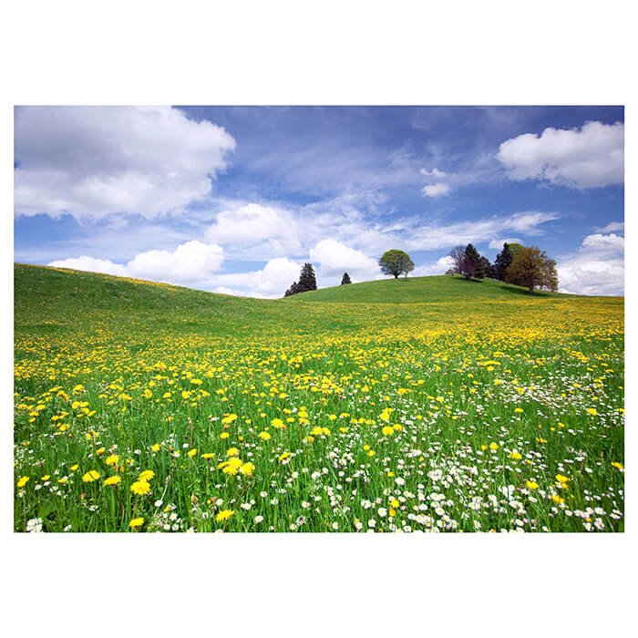 Fototapete Sommerwiese Hügel Blumenwiese M0335 - Bild 2 Fototapete Sommerwiese Hügel Blumenwiese M0335 - Bild 2