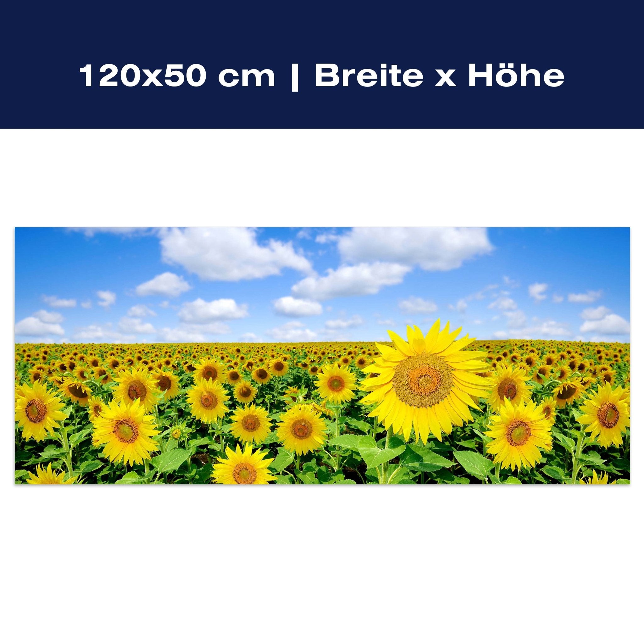 Leinwandbild Sonnenblumenfeld M0348 Leinwandbild Sonnenblumenfeld M0348