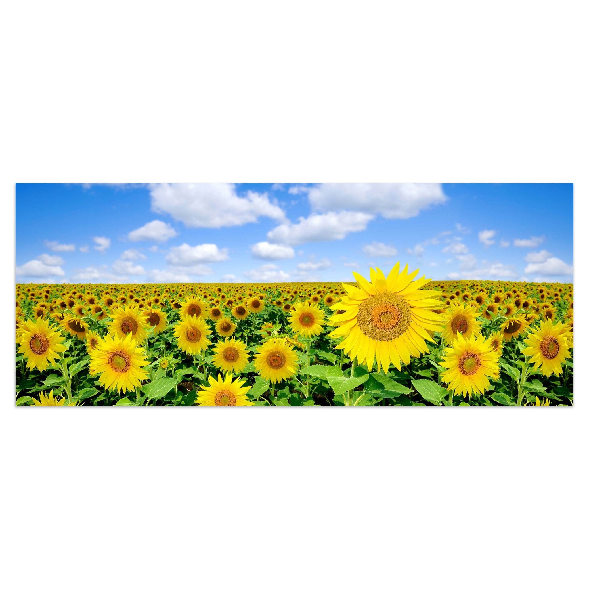 Leinwandbild Sonnenblumenfeld M0348 kaufen - Bild 1 Leinwandbild Sonnenblumenfeld M0348 kaufen - Bild 1