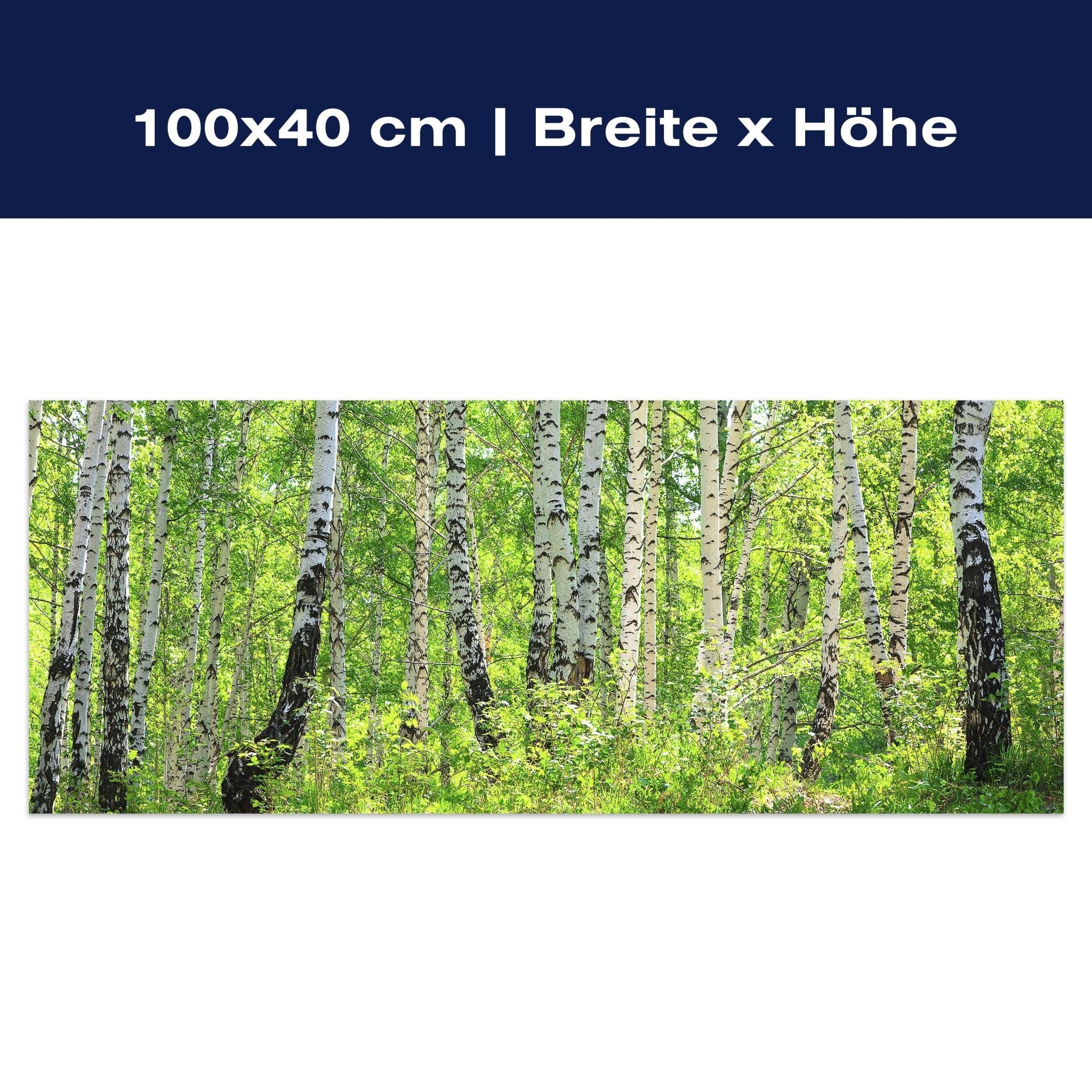 Leinwandbild Birkenwald M0363 Leinwandbild Birkenwald M0363