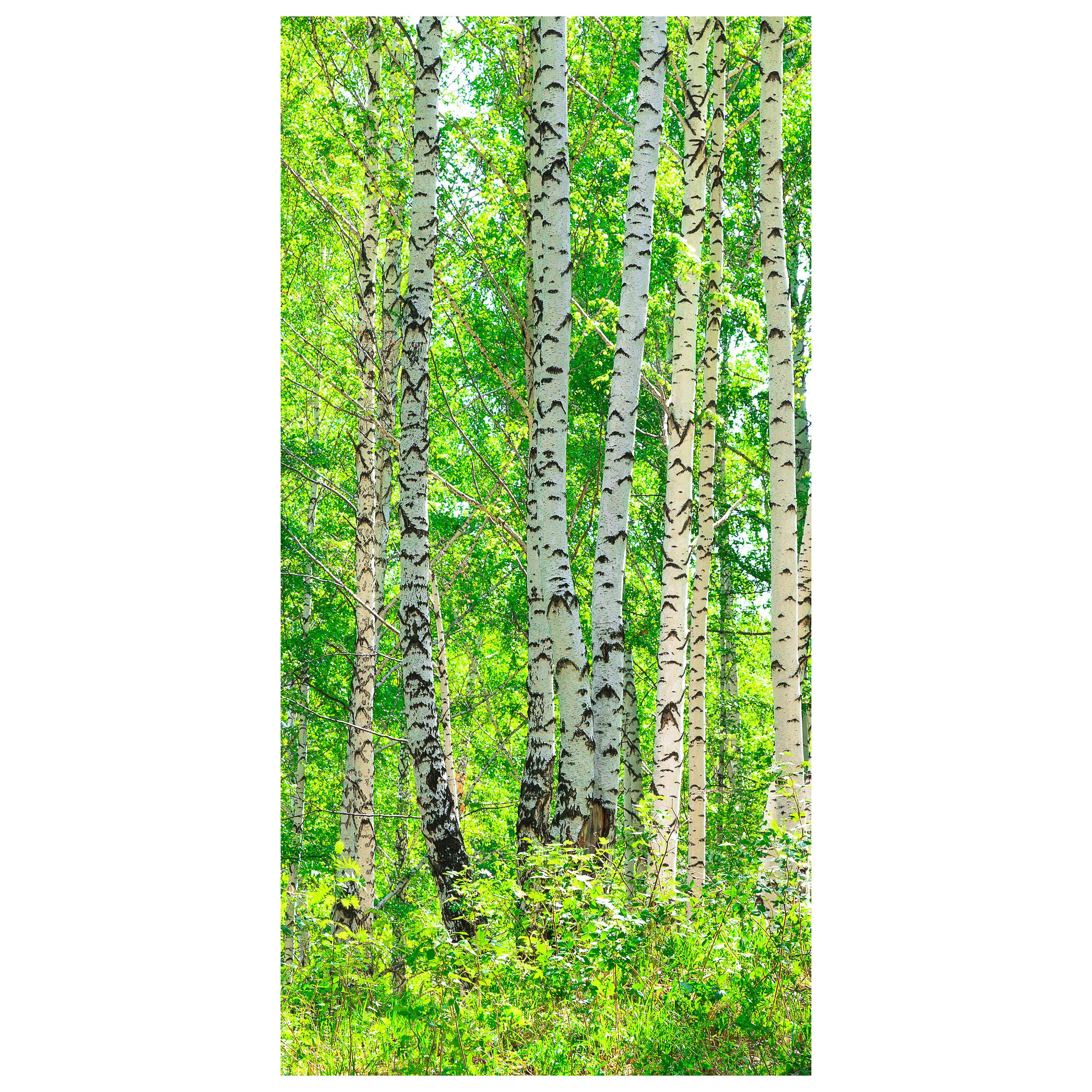 Türtapete Birkenwald M0363 - Bild 2 Türtapete Birkenwald M0363 - Bild 2