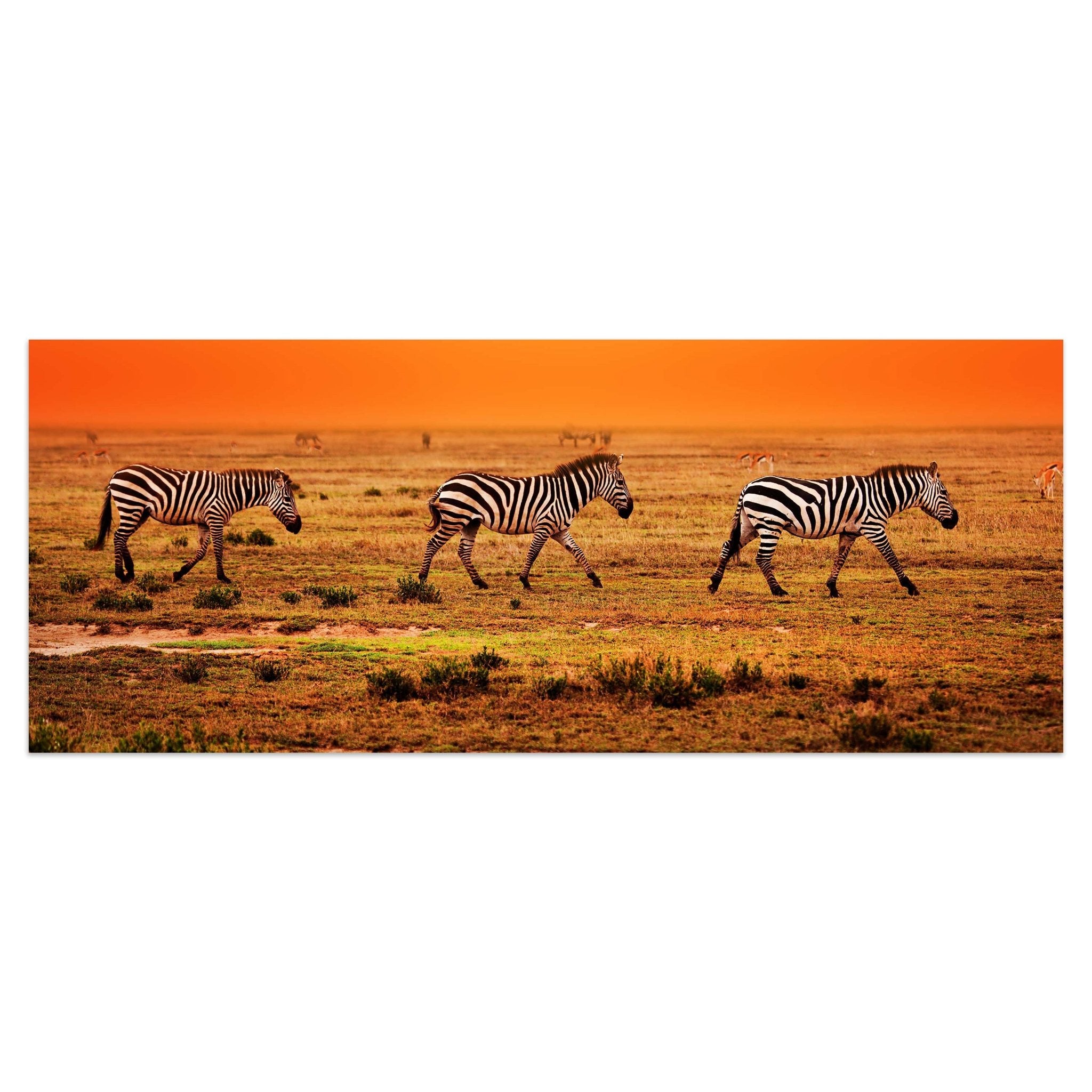 Leinwandbild Zebras in der Savanne M0403 kaufen - Bild 1 Leinwandbild Zebras in der Savanne M0403 kaufen - Bild 1