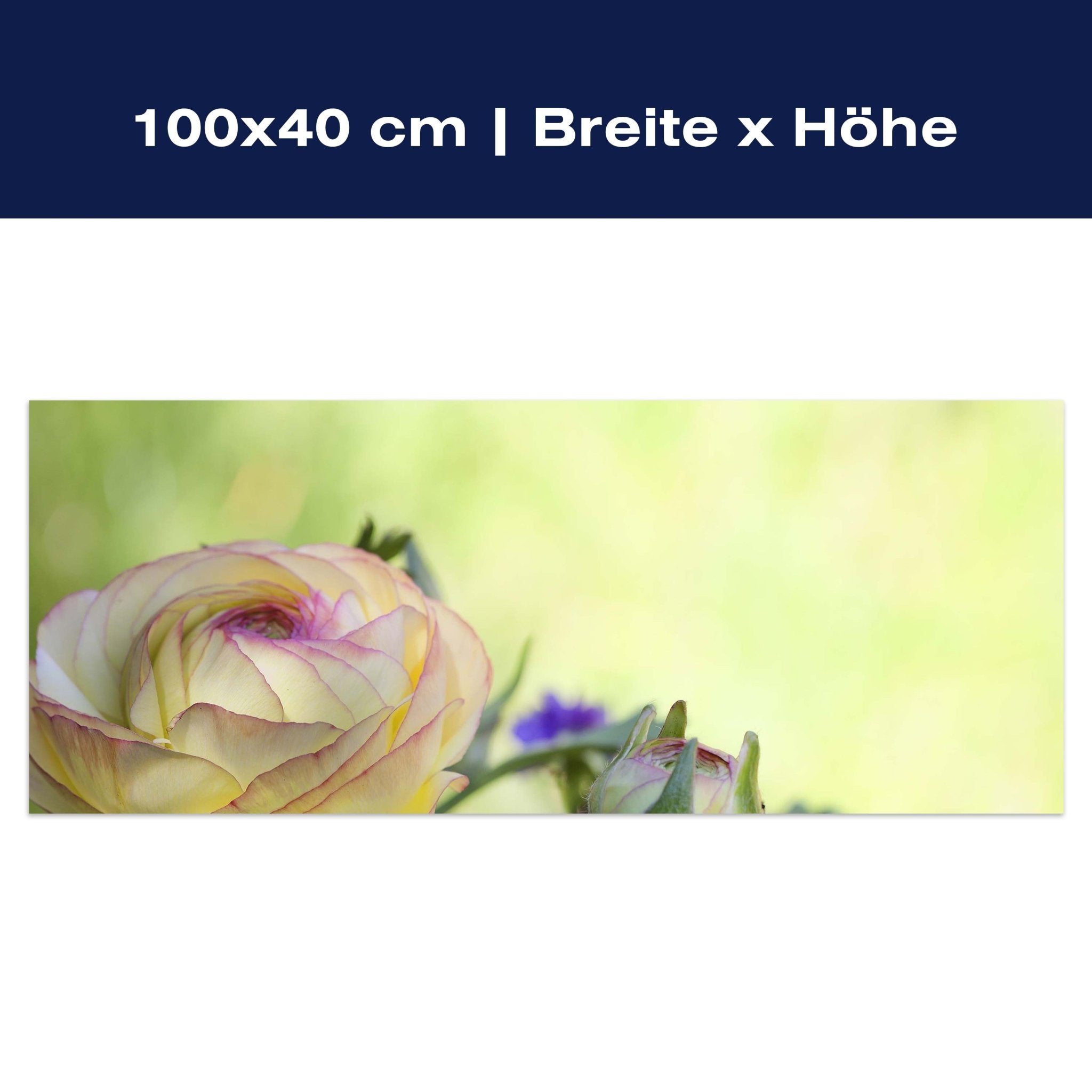 Leinwandbild Ranunkel M0492 Leinwandbild Ranunkel M0492