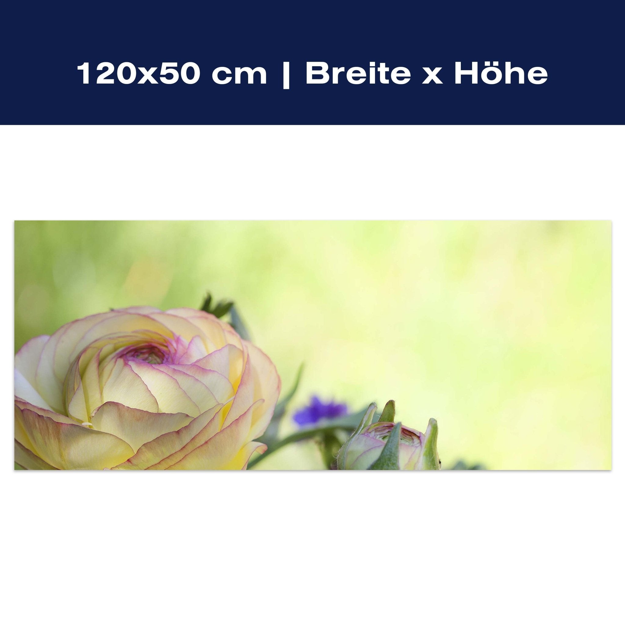 Leinwandbild Ranunkel M0492 Leinwandbild Ranunkel M0492