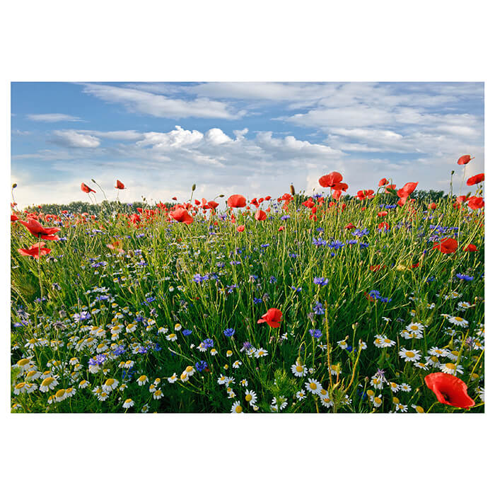 Fototapete Blumenwiese M0493 - Bild 2 Fototapete Blumenwiese M0493 - Bild 2