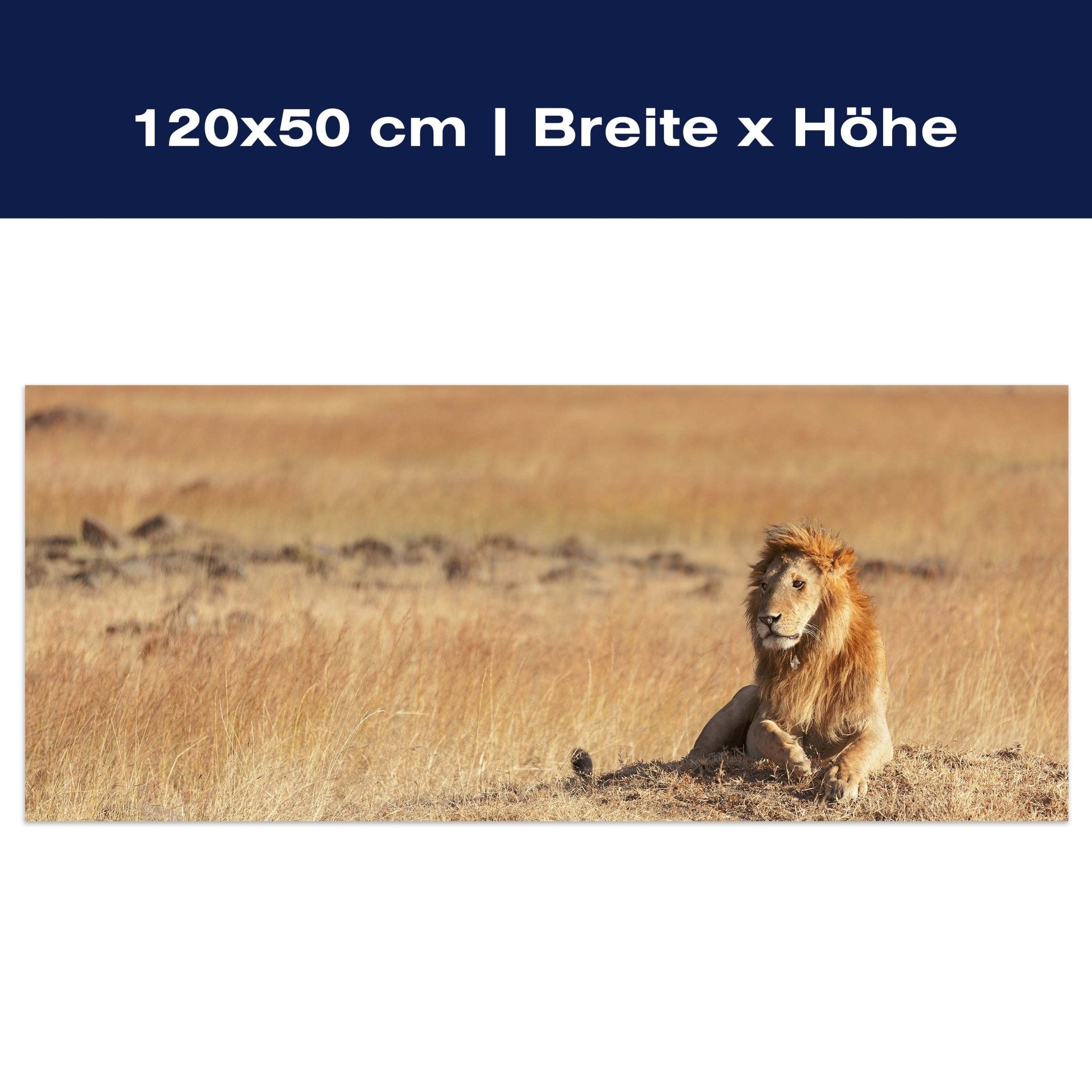 Leinwandbild König der Savanne M0515 Leinwandbild König der Savanne M0515