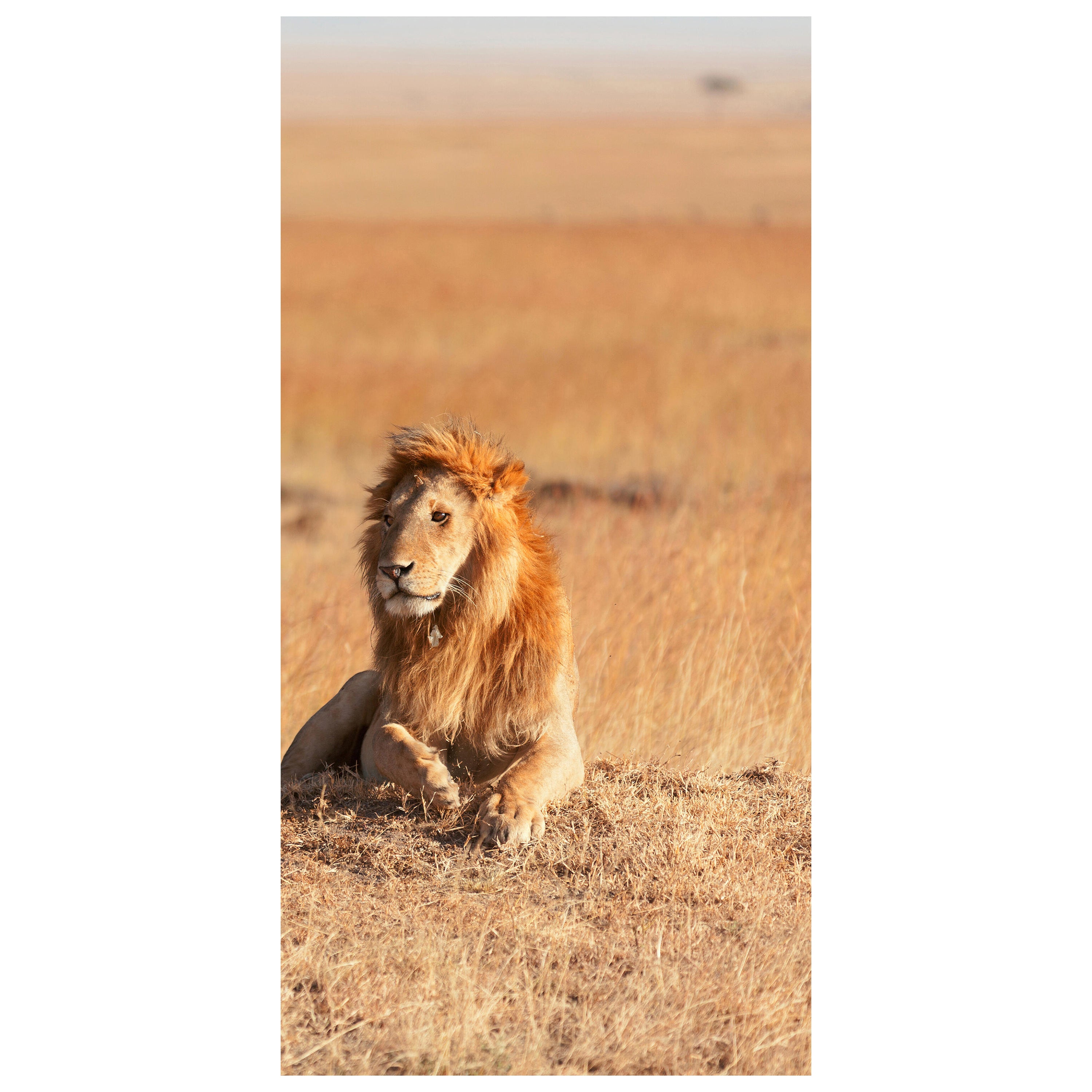 Türtapete König der Savanne M0515 - Bild 2 Türtapete König der Savanne M0515 - Bild 2