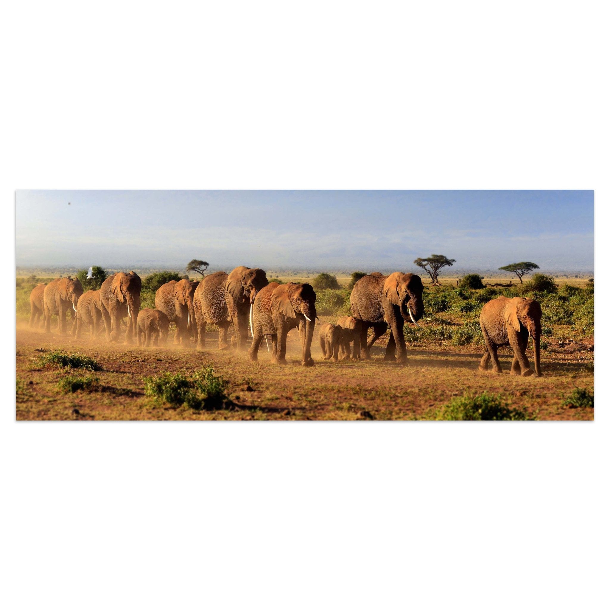 Leinwandbild Elefantenherde am Kilimandscharo M0522 kaufen - Bild 1 Leinwandbild Elefantenherde am Kilimandscharo M0522 kaufen - Bild 1