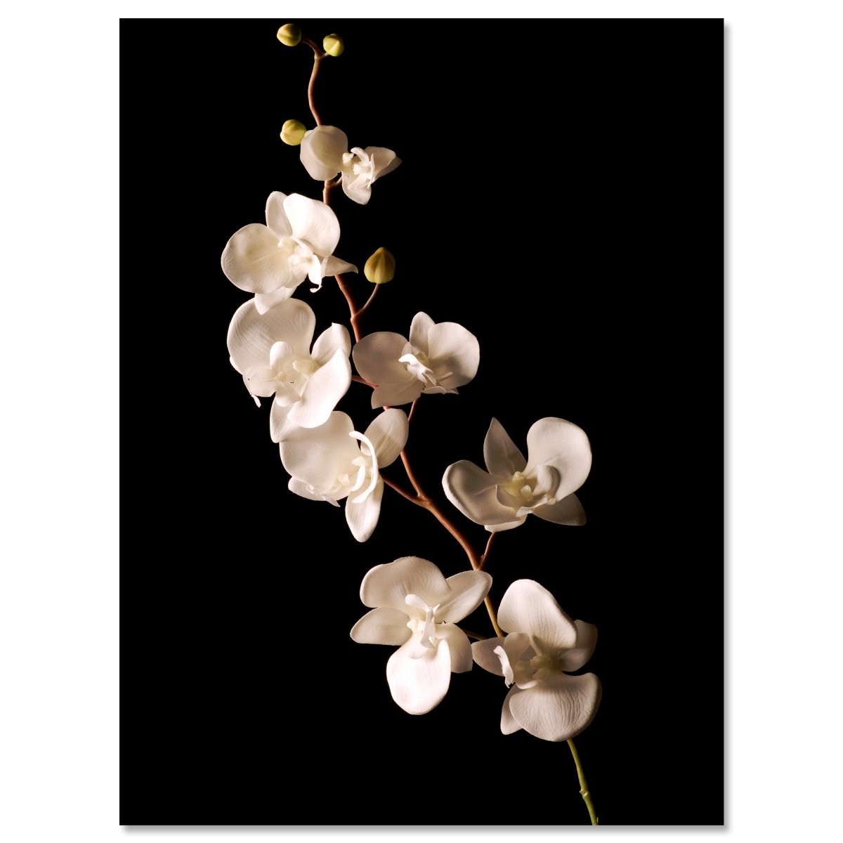 Leinwandbild Natur, Blumen, Orchidee M0554 kaufen - Bild 1 Leinwandbild Natur, Blumen, Orchidee M0554 kaufen - Bild 1
