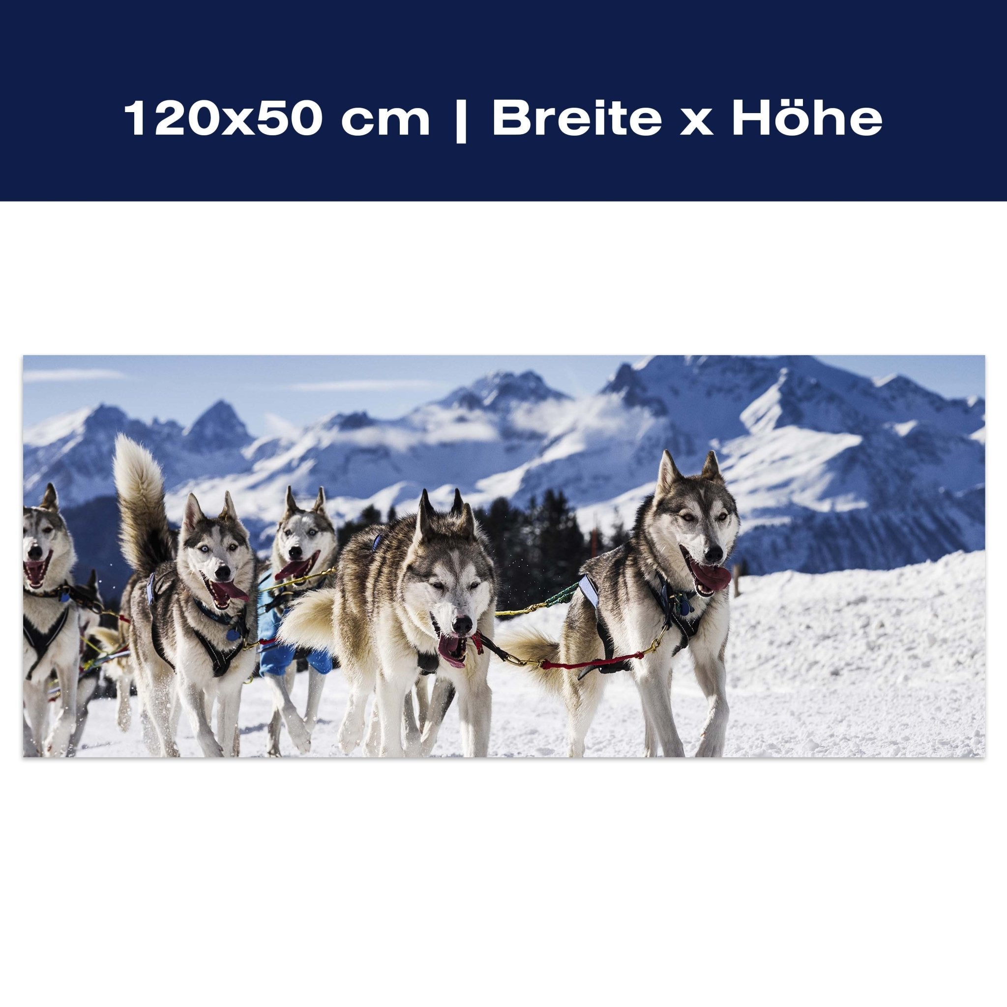 Leinwandbild Schlittenhunde in Speed Racing M0559 Leinwandbild Schlittenhunde in Speed Racing M0559