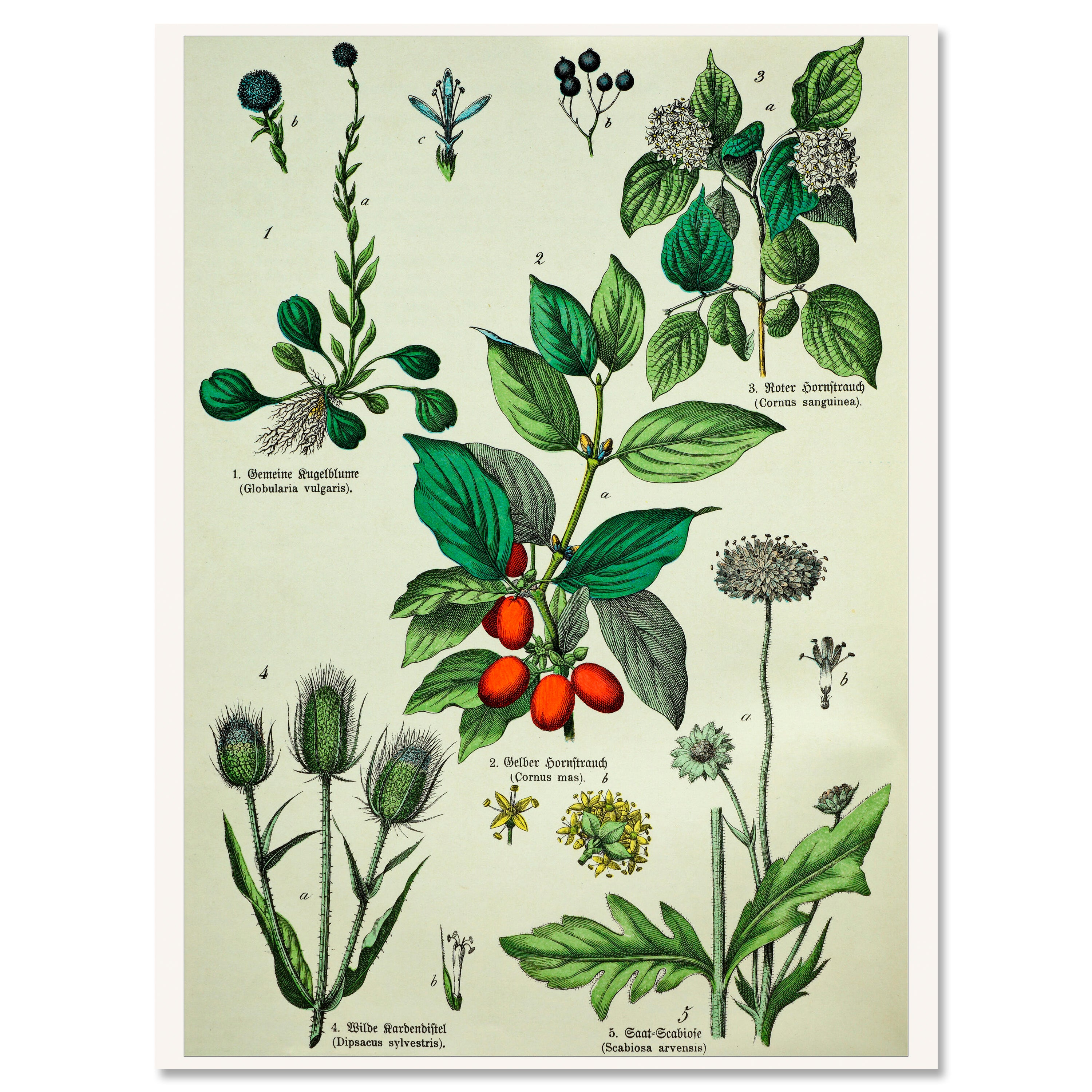 Leinwandbild Vintage, Pflanzen, Illustration, Hochformat M0681 kaufen - Bild 1 Leinwandbild Vintage, Pflanzen, Illustration, Hochformat M0681 kaufen - Bild 1