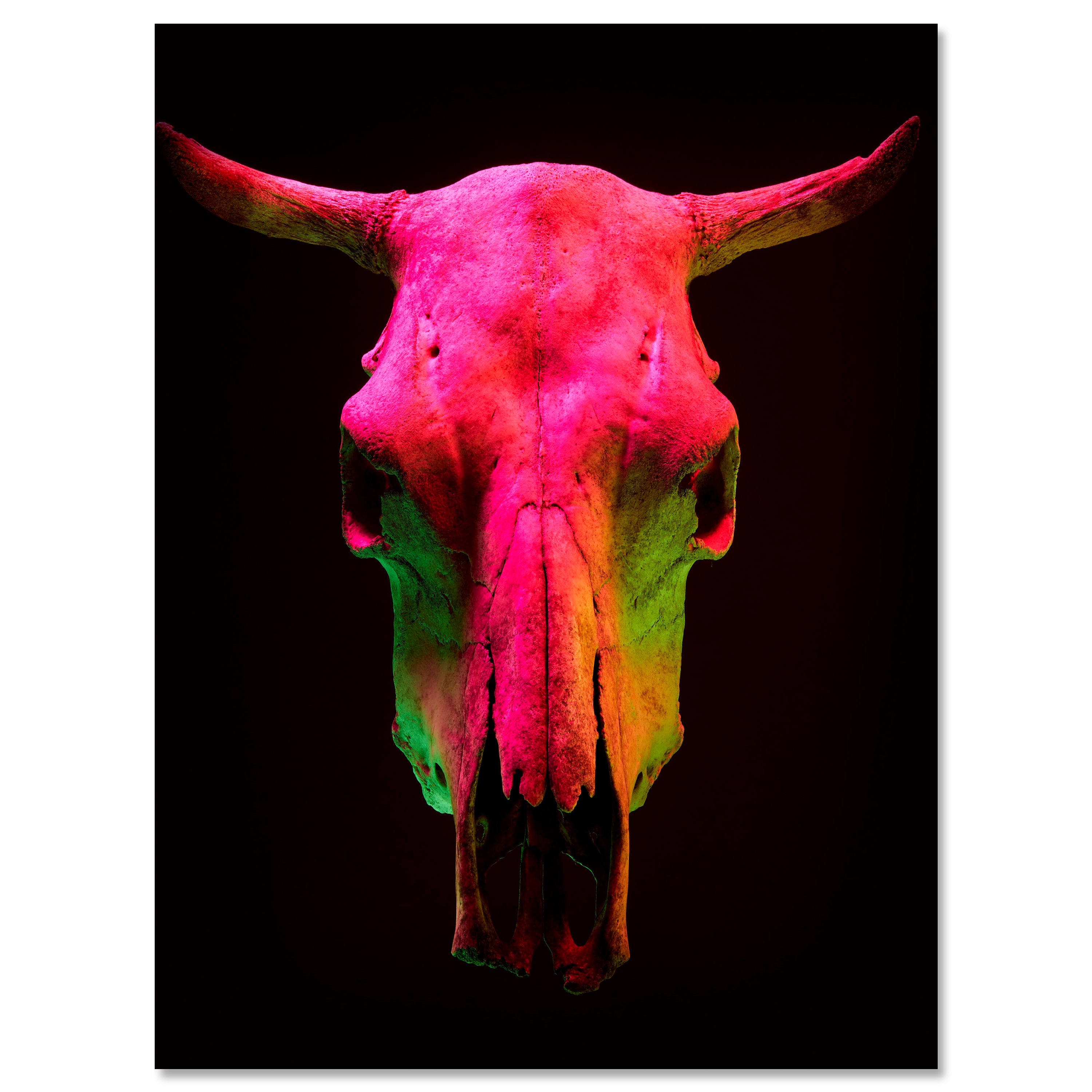 Leinwandbild Vintage, Stier Totenkopf, Hochformat M0758 kaufen - Bild 1 Leinwandbild Vintage, Stier Totenkopf, Hochformat M0758 kaufen - Bild 1