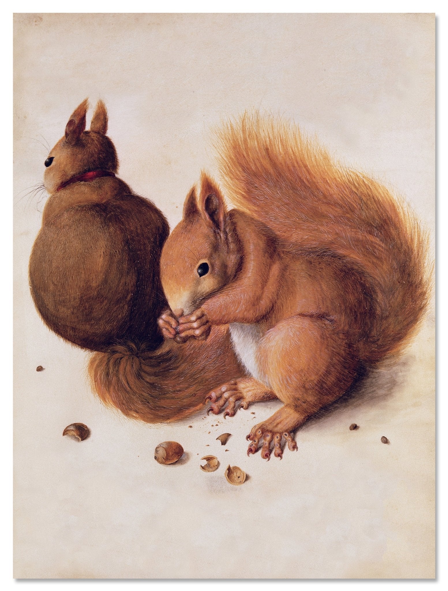 Leinwandbild Eichhörnchen, Albrecht Dürer M0862 Leinwandbild Eichhörnchen, Albrecht Dürer M0862