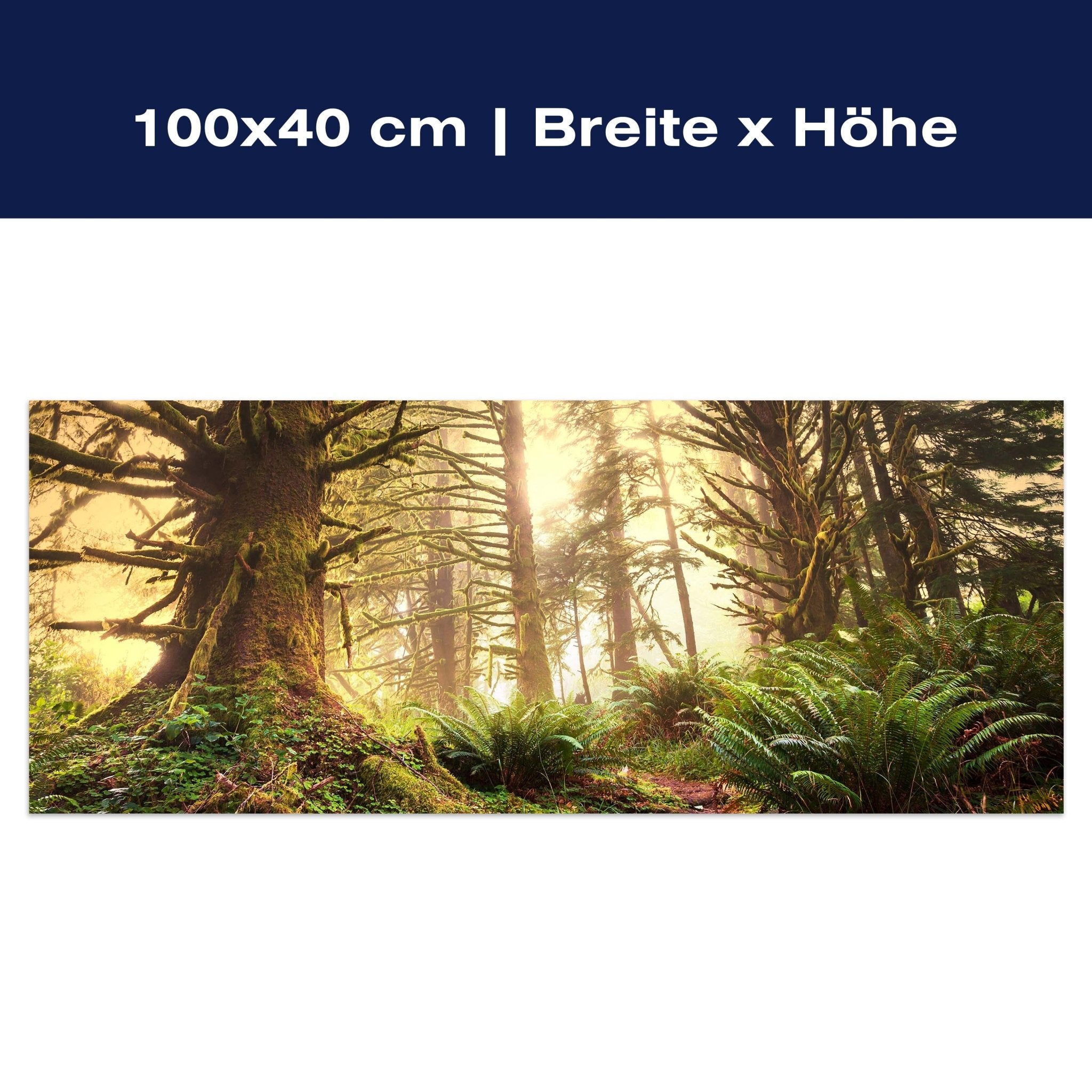 Leinwandbild Regenwald im Olympischen Nationalpark M0887 Leinwandbild Regenwald im Olympischen Nationalpark M0887