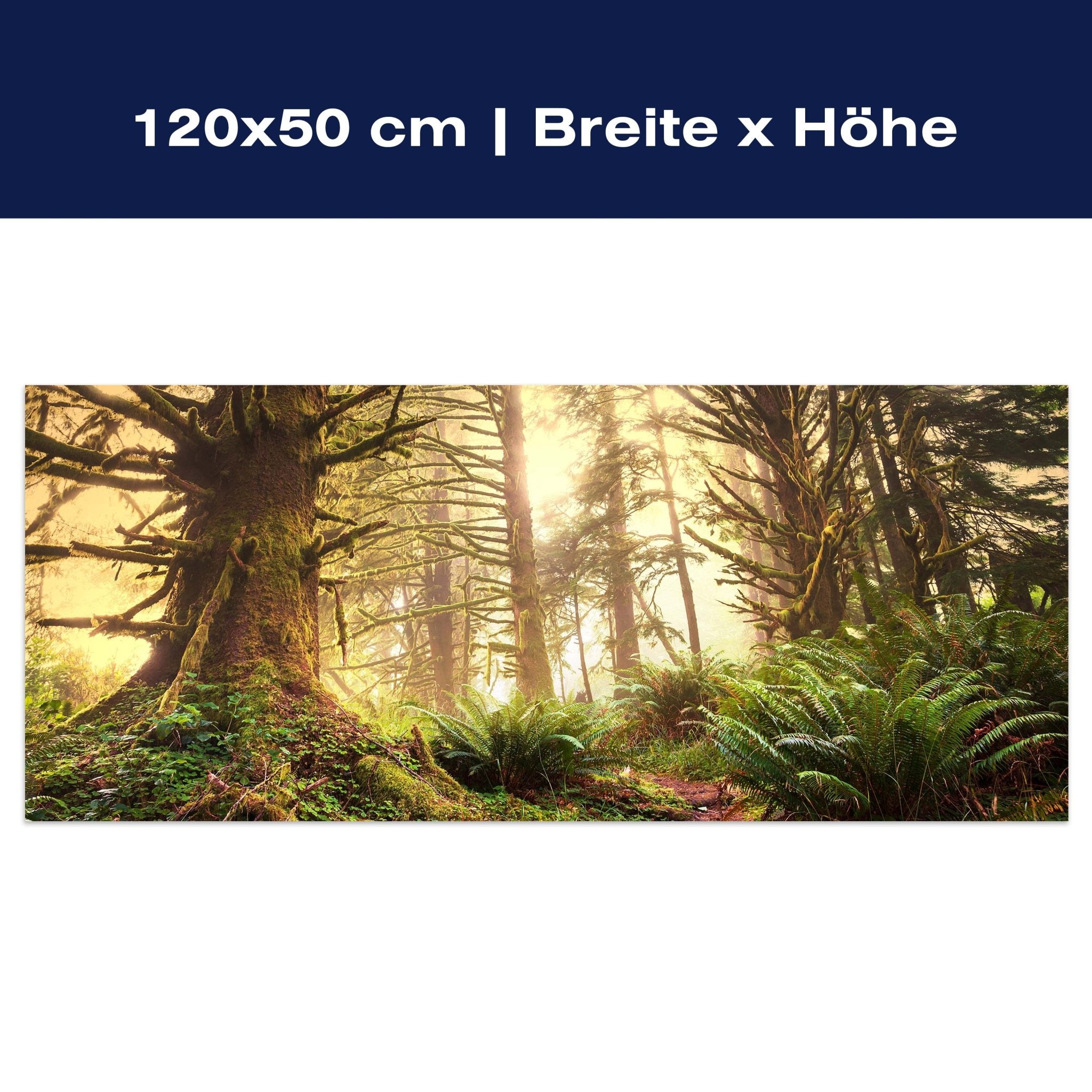 Leinwandbild Regenwald im Olympischen Nationalpark M0887 Leinwandbild Regenwald im Olympischen Nationalpark M0887