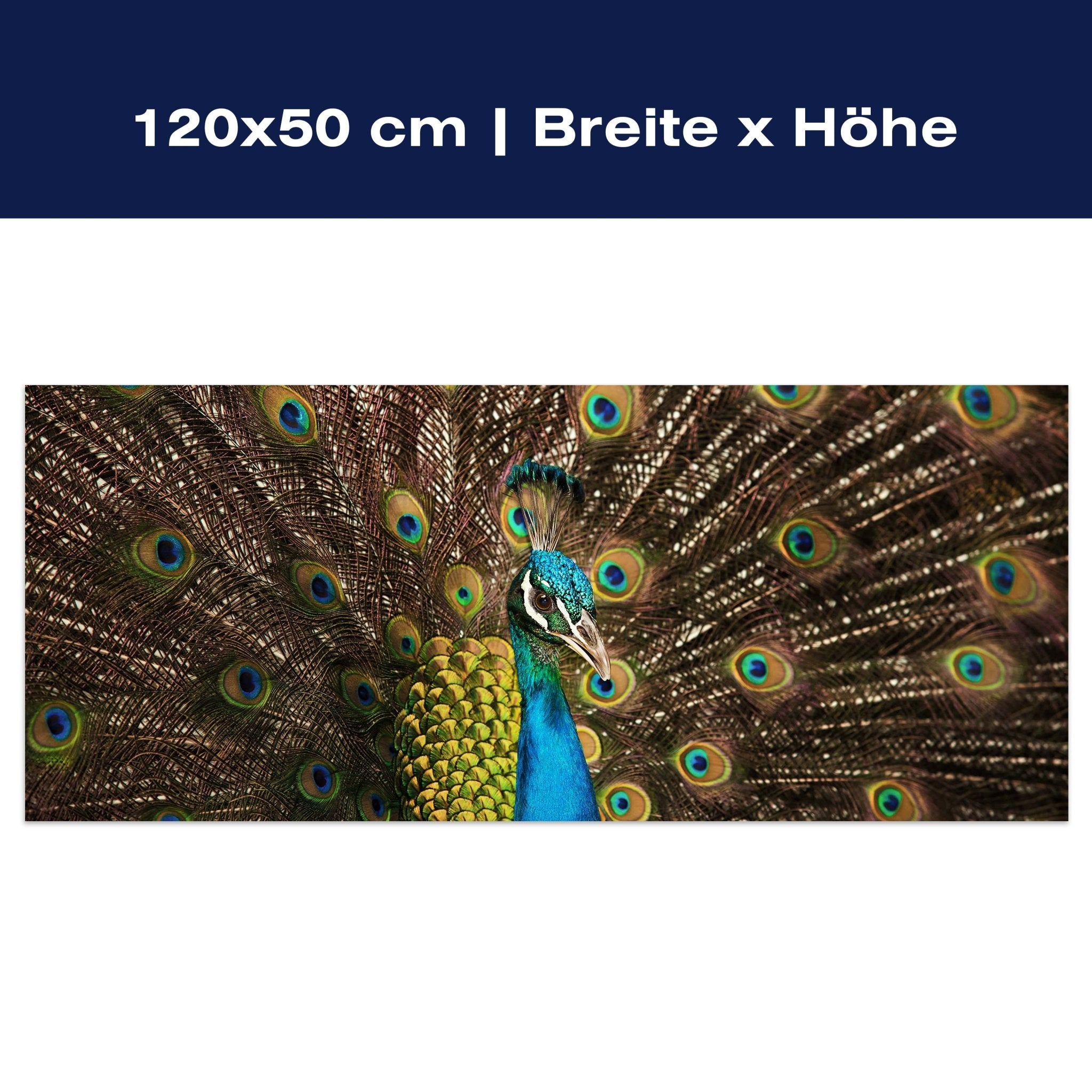 Leinwandbild schöner Pfau M1005 Leinwandbild schöner Pfau M1005