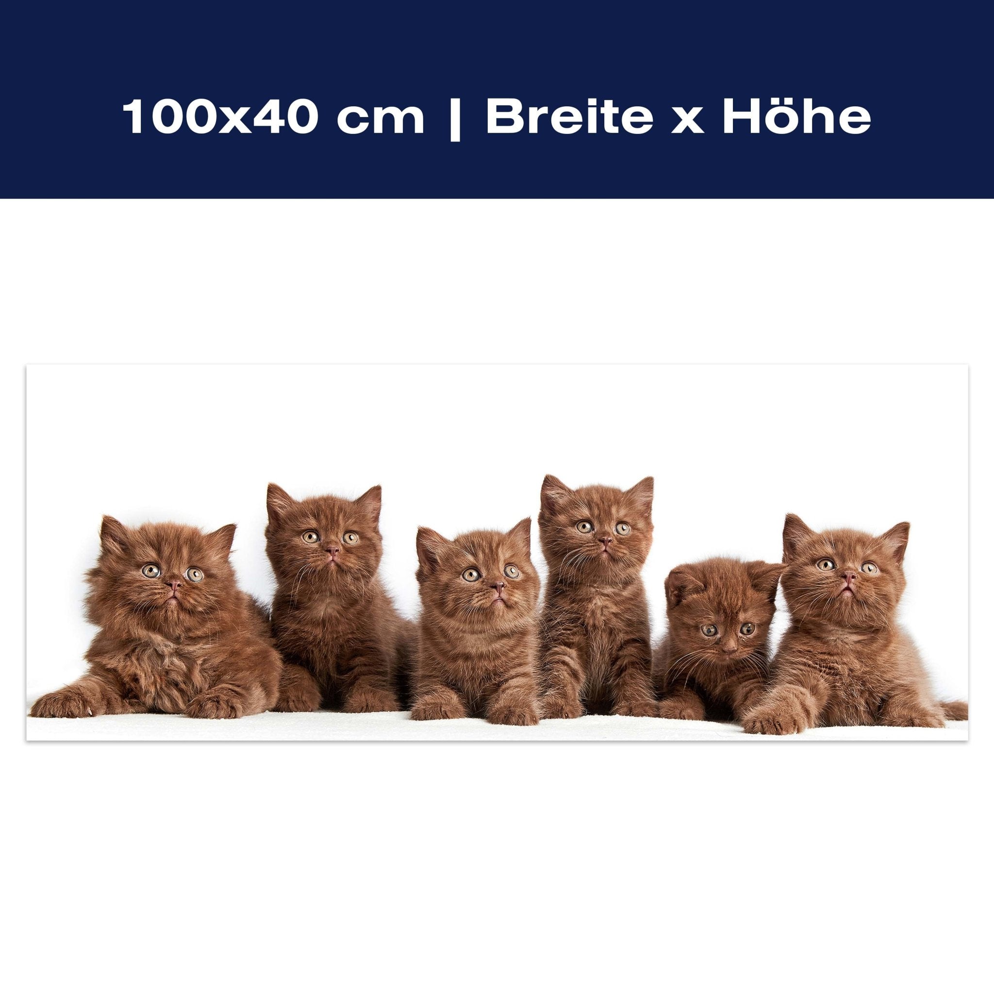 Leinwandbild Portrait von sechs braunen britischen Kätzchen M1022 Leinwandbild Portrait von sechs braunen britischen Kätzchen M1022