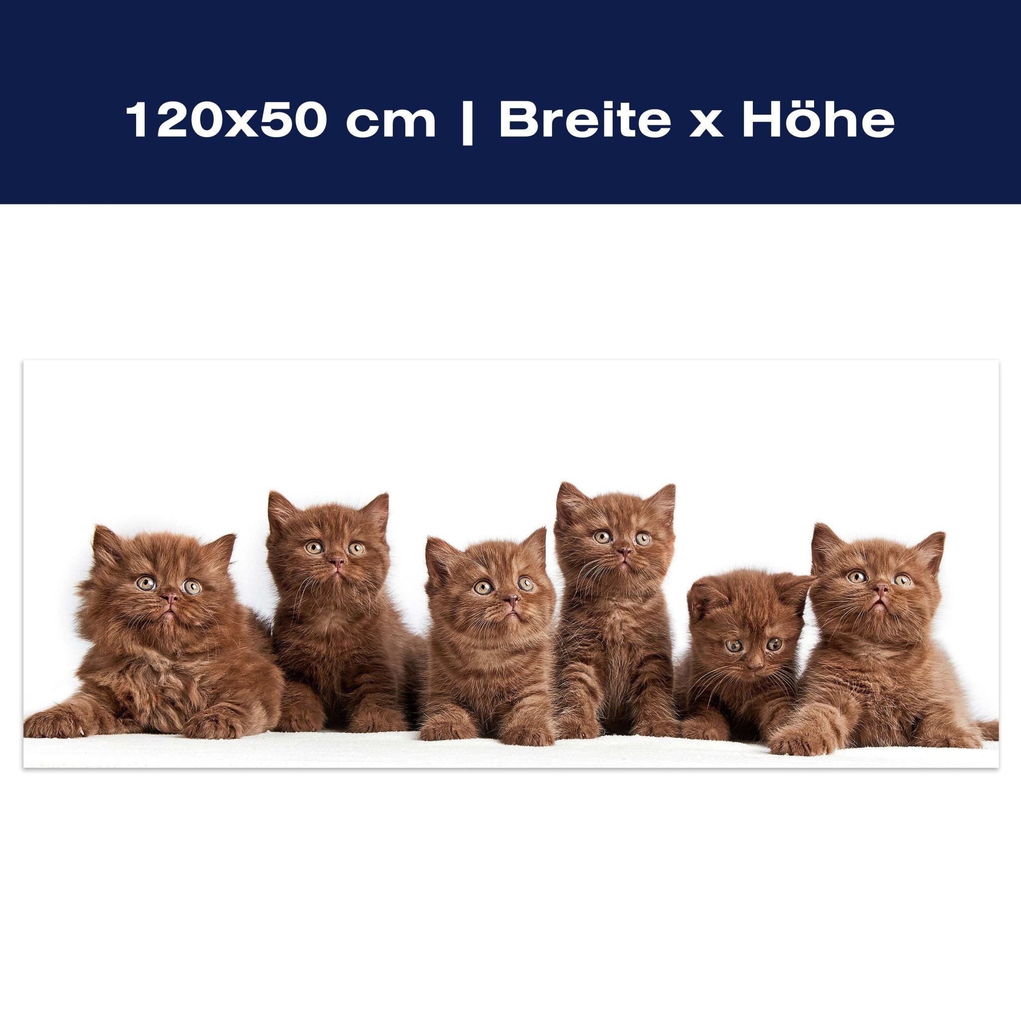 Leinwandbild Portrait von sechs braunen britischen Kätzchen M1022 Leinwandbild Portrait von sechs braunen britischen Kätzchen M1022