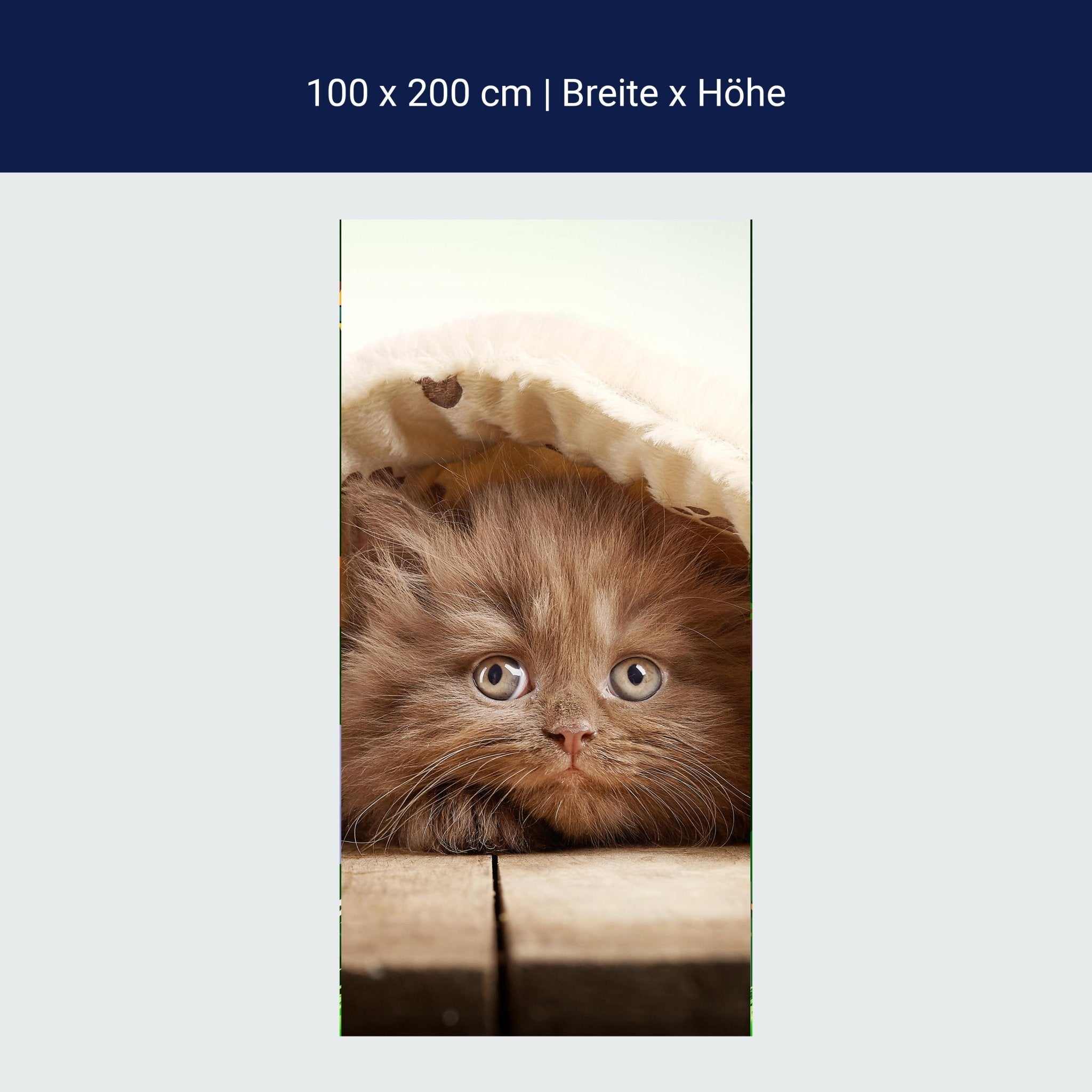 Türtapete Braunes britisches langhaariges Kätzchen M1023 Türtapete Braunes britisches langhaariges Kätzchen M1023