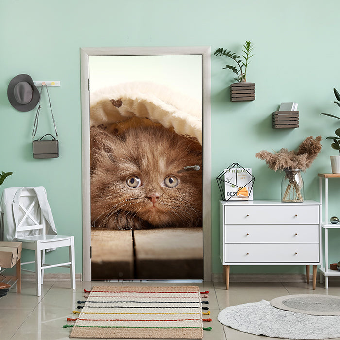 Türtapete Braunes britisches langhaariges Kätzchen M1023 - Bild 1 Türtapete Braunes britisches langhaariges Kätzchen M1023 - Bild 1