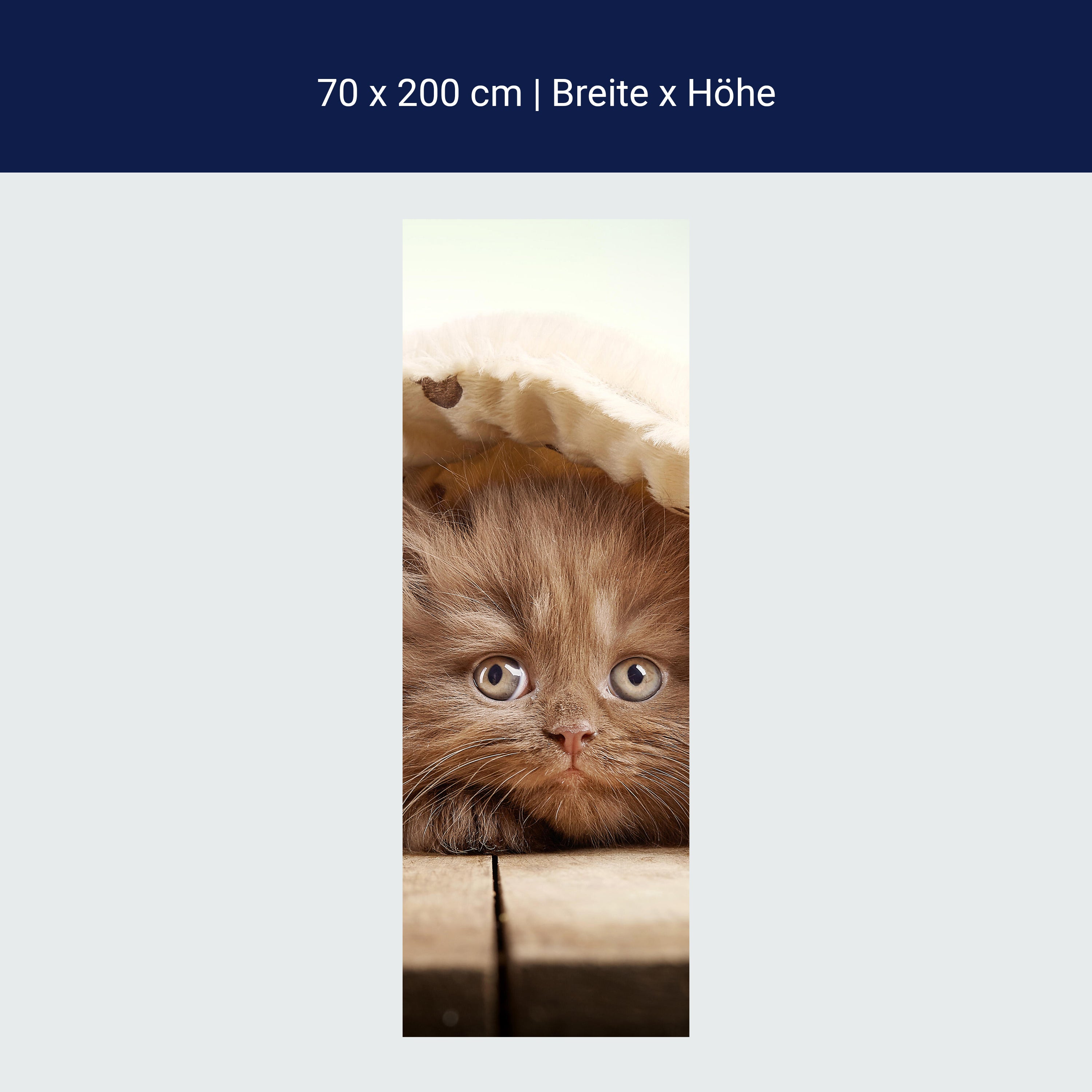 Türtapete Braunes britisches langhaariges Kätzchen M1023 Türtapete Braunes britisches langhaariges Kätzchen M1023