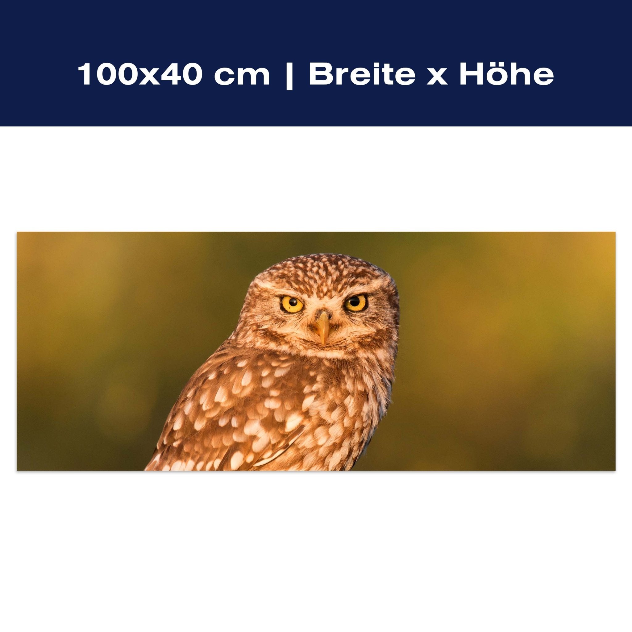 Leinwandbild Kleine Eule auf einem Baumstamm M1026 Leinwandbild Kleine Eule auf einem Baumstamm M1026