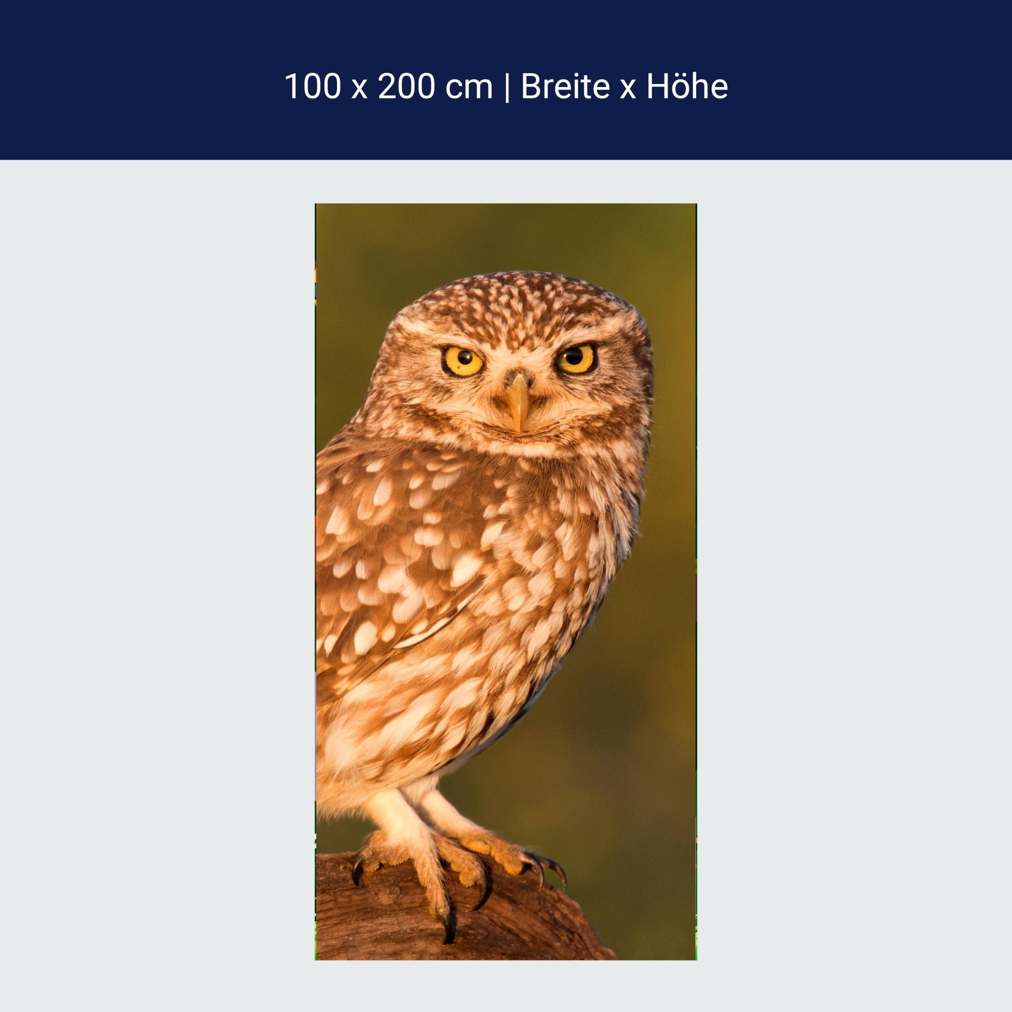 Türtapete Kleine Eule auf einem Baumstamm M1026 Türtapete Kleine Eule auf einem Baumstamm M1026