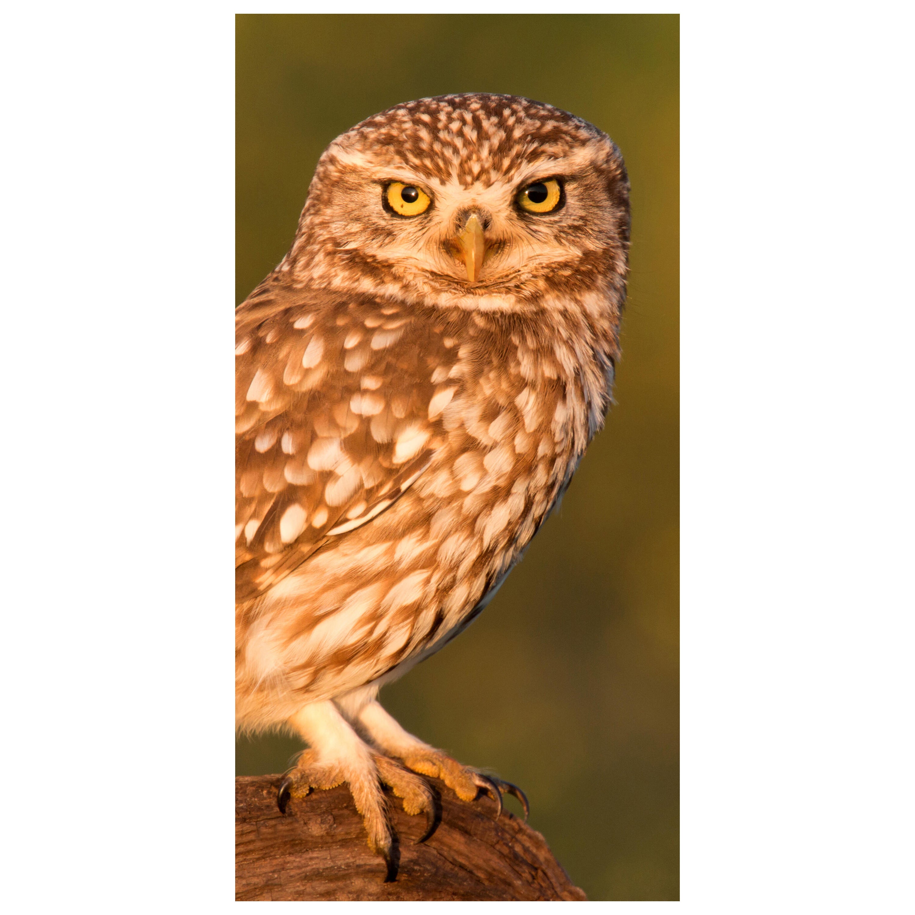 Türtapete Kleine Eule auf einem Baumstamm M1026 - Bild 2 Türtapete Kleine Eule auf einem Baumstamm M1026 - Bild 2