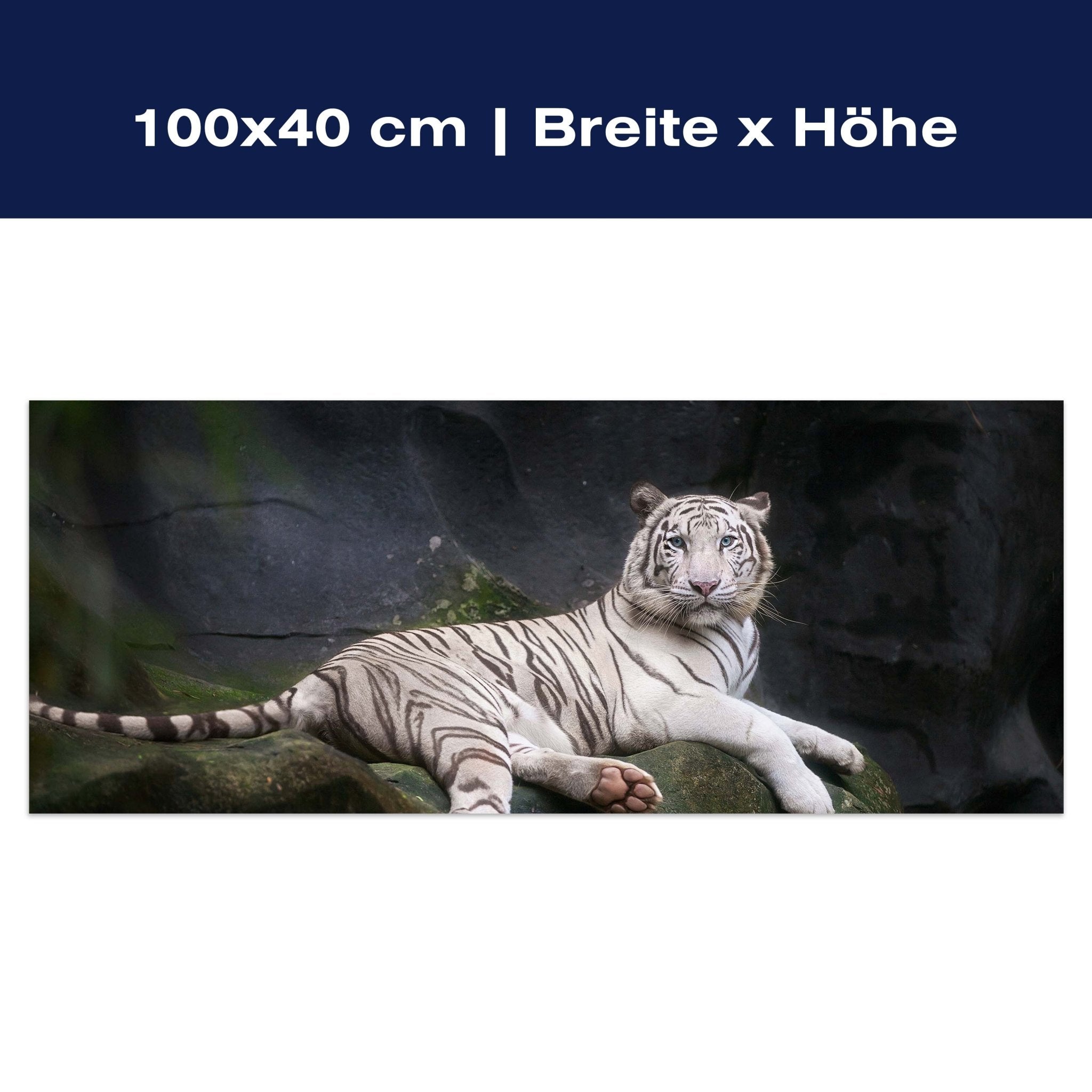 Leinwandbild Weißer Tiger sitzt in der Höhle M1027 Leinwandbild Weißer Tiger sitzt in der Höhle M1027