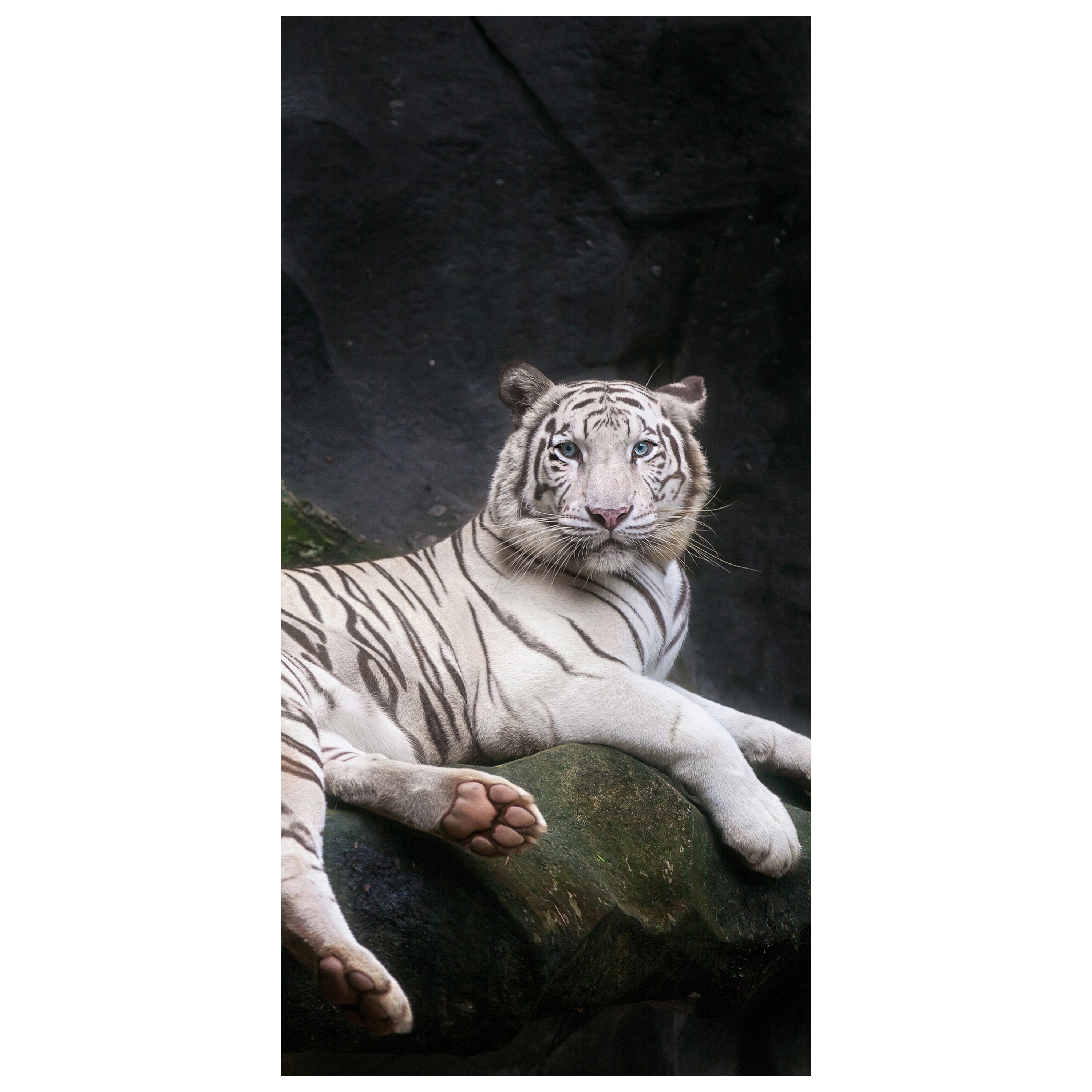 Türtapete Weißer Tiger sitzt in der Höhle M1027 - Bild 2 Türtapete Weißer Tiger sitzt in der Höhle M1027 - Bild 2