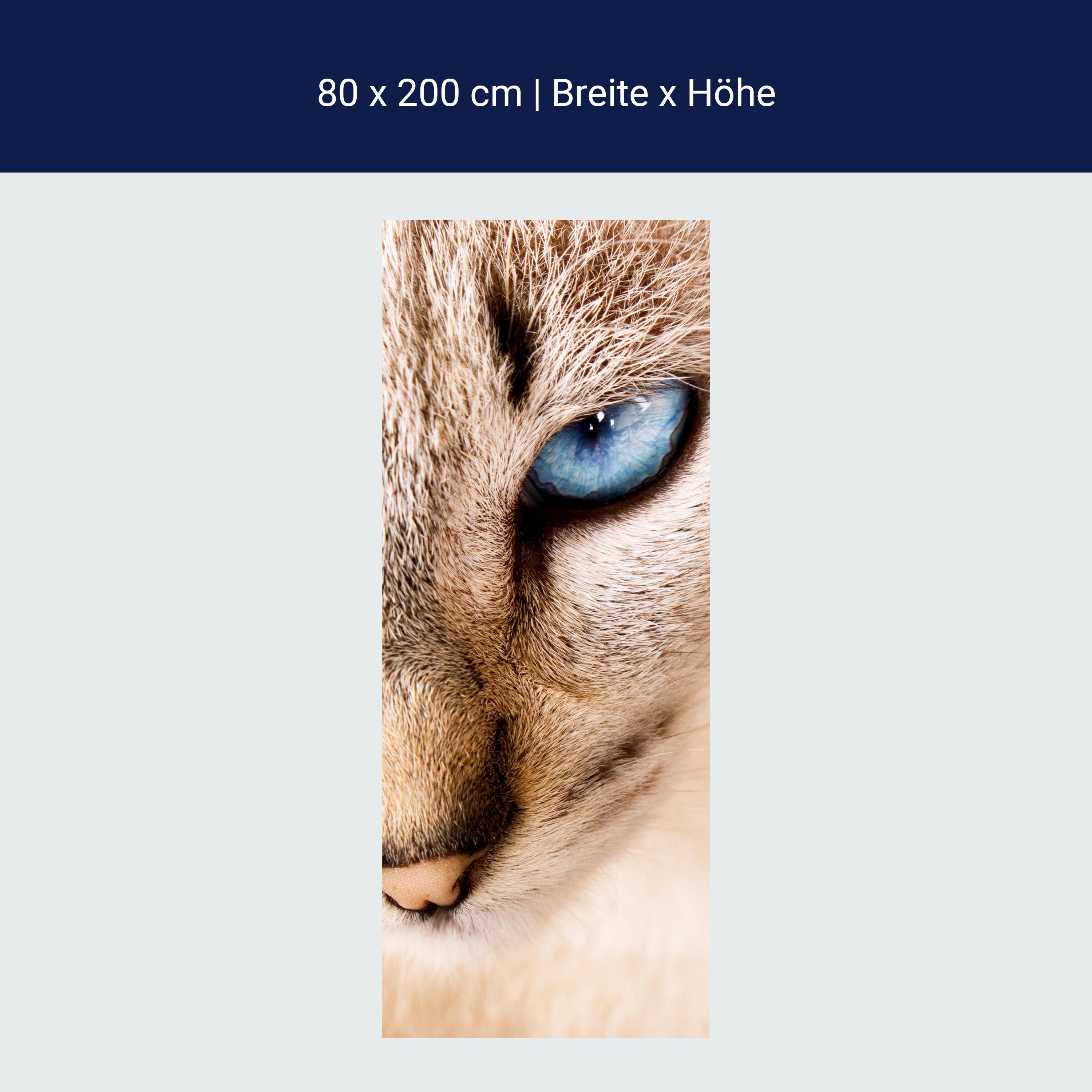 Türtapete Nettes weißes Katzenporträt M1028 Türtapete Nettes weißes Katzenporträt M1028