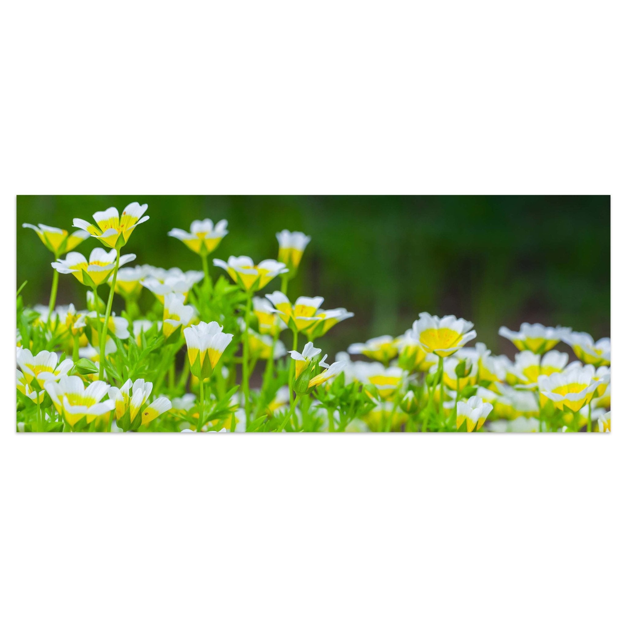 Leinwandbild Blumen, die im Sommergarten wachsen M1039 kaufen - Bild 1 Leinwandbild Blumen, die im Sommergarten wachsen M1039 kaufen - Bild 1