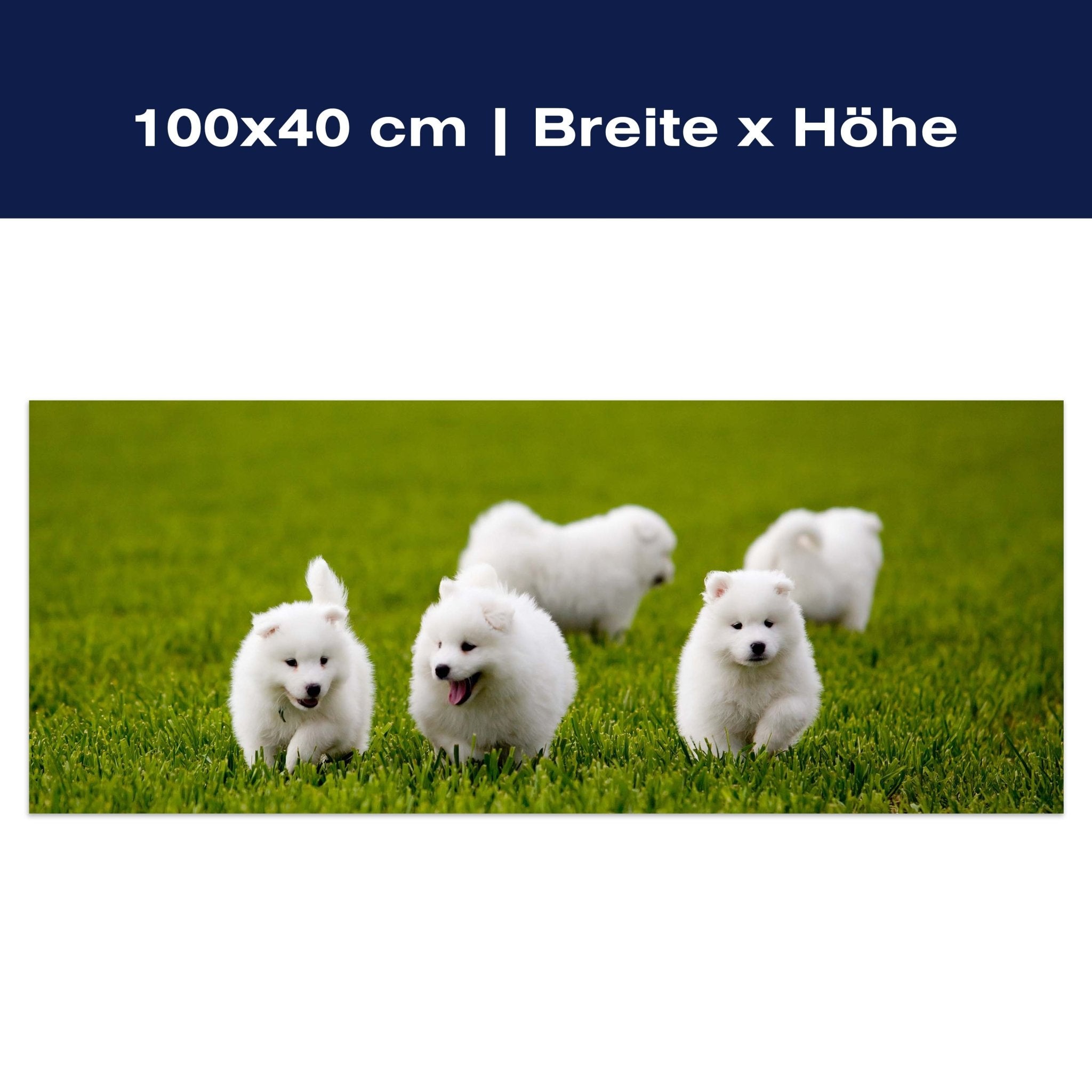 Leinwandbild Samojedenhund M1043 Leinwandbild Samojedenhund M1043