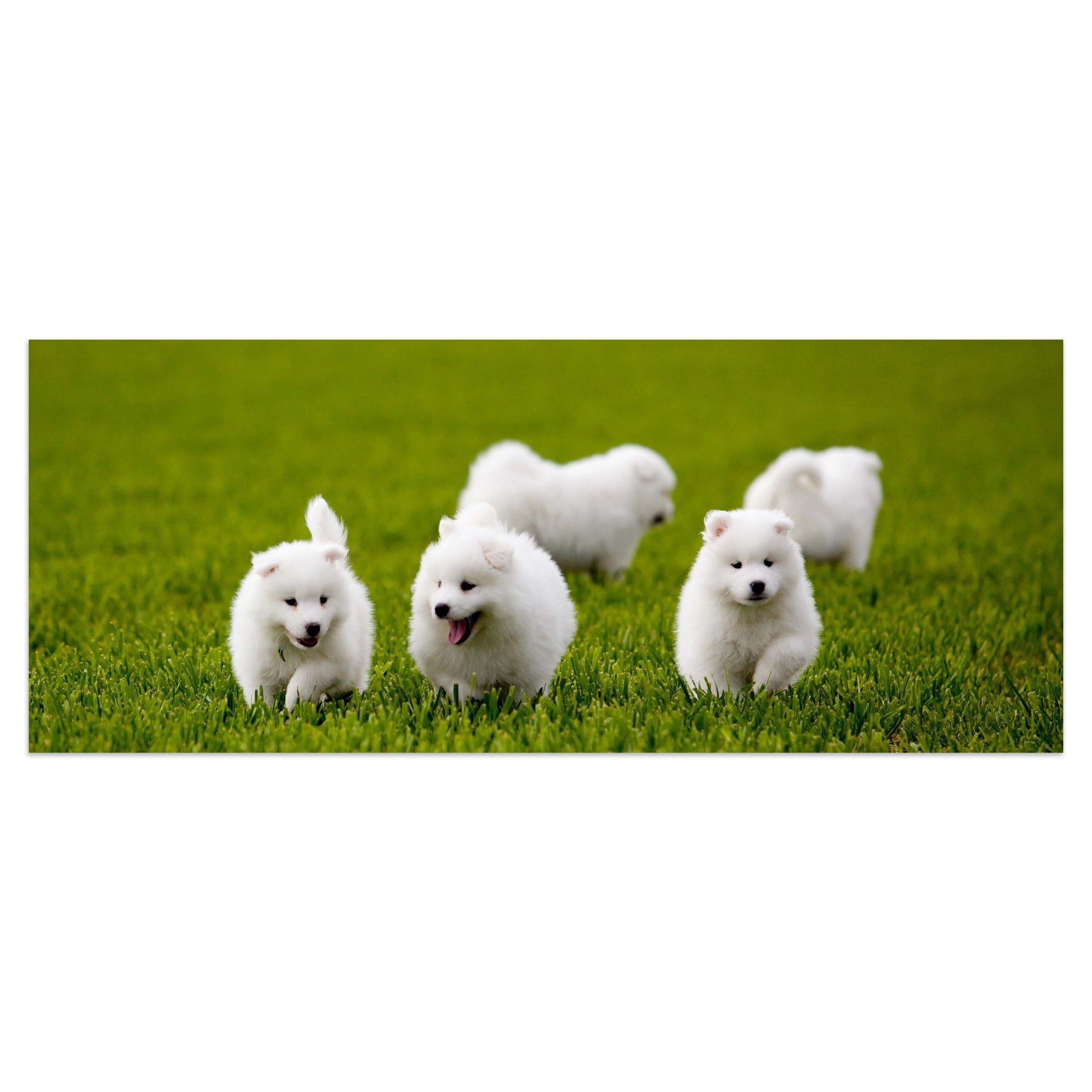 Leinwandbild Samojedenhund M1043 kaufen - Bild 1 Leinwandbild Samojedenhund M1043 kaufen - Bild 1