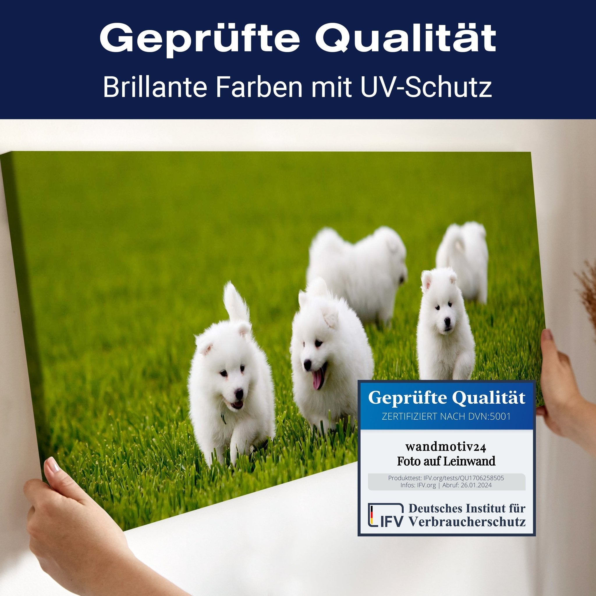 Leinwandbild Samojedenhund M1043 kaufen - Bild 4 Leinwandbild Samojedenhund M1043 kaufen - Bild 4