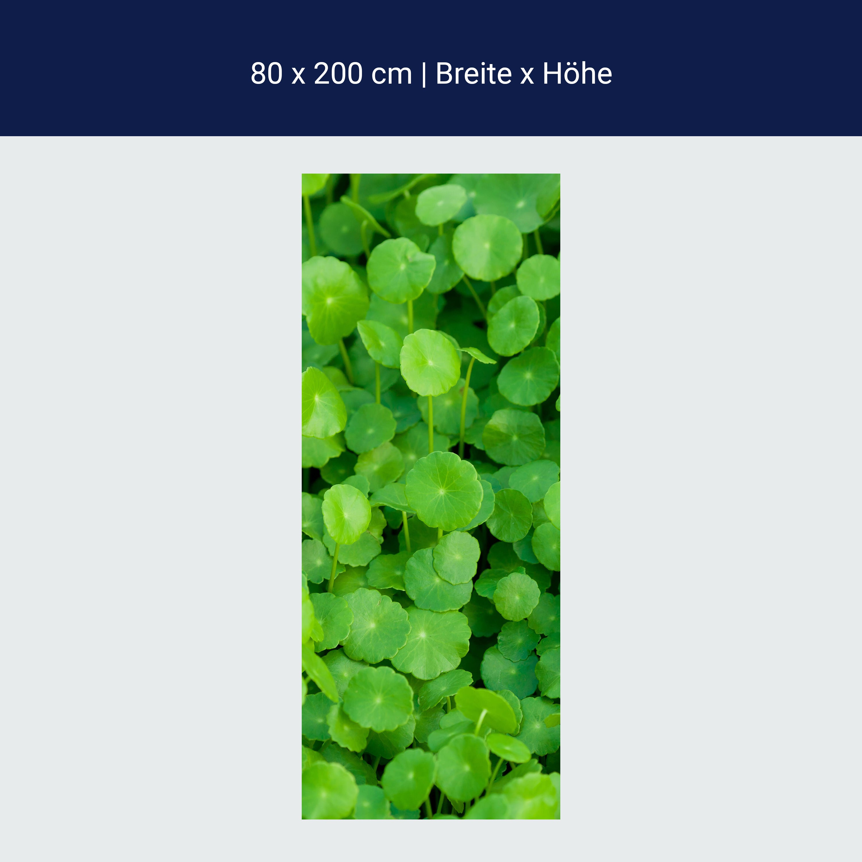 Türtapete Grünpflanzen Hintergrund M1046 Türtapete Grünpflanzen Hintergrund M1046