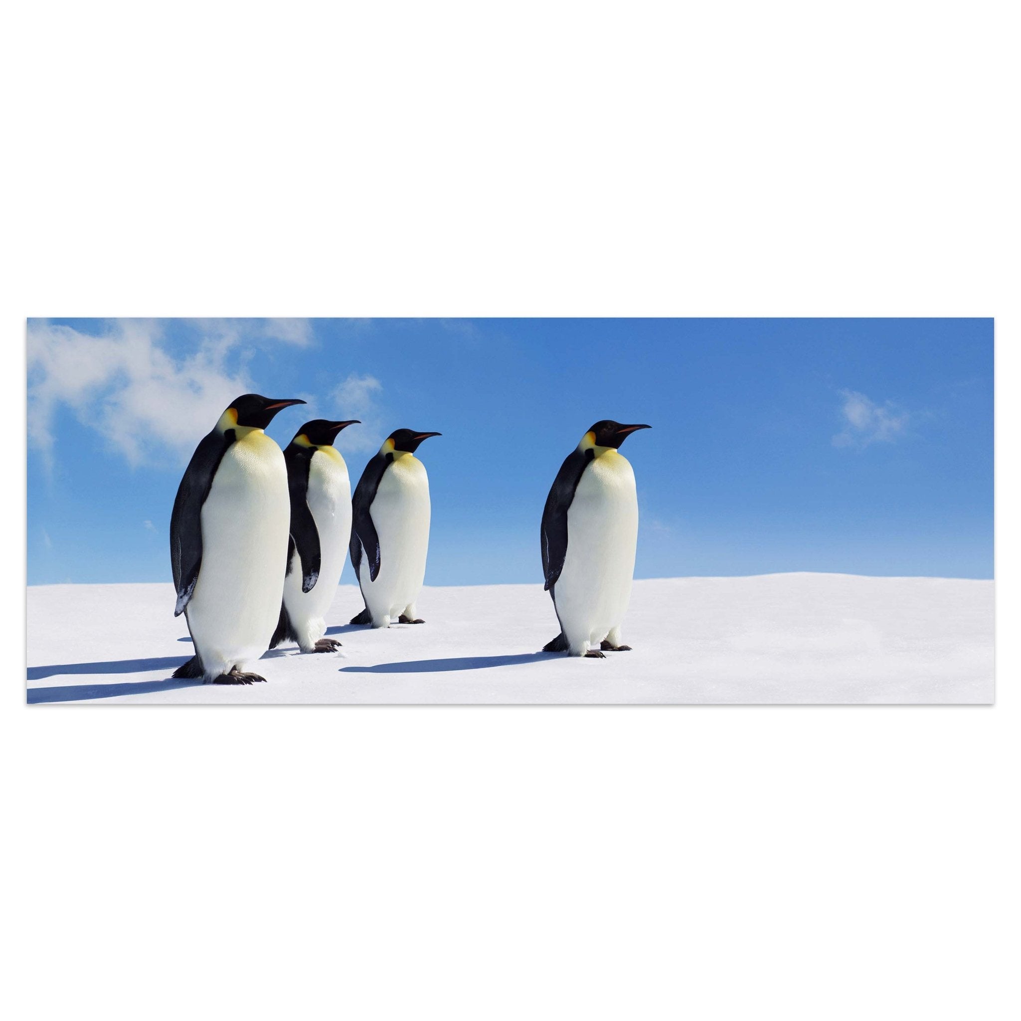 Leinwandbild Königspinguine, Pinguine, Eis, Tiere M1095 kaufen - Bild 1 Leinwandbild Königspinguine, Pinguine, Eis, Tiere M1095 kaufen - Bild 1
